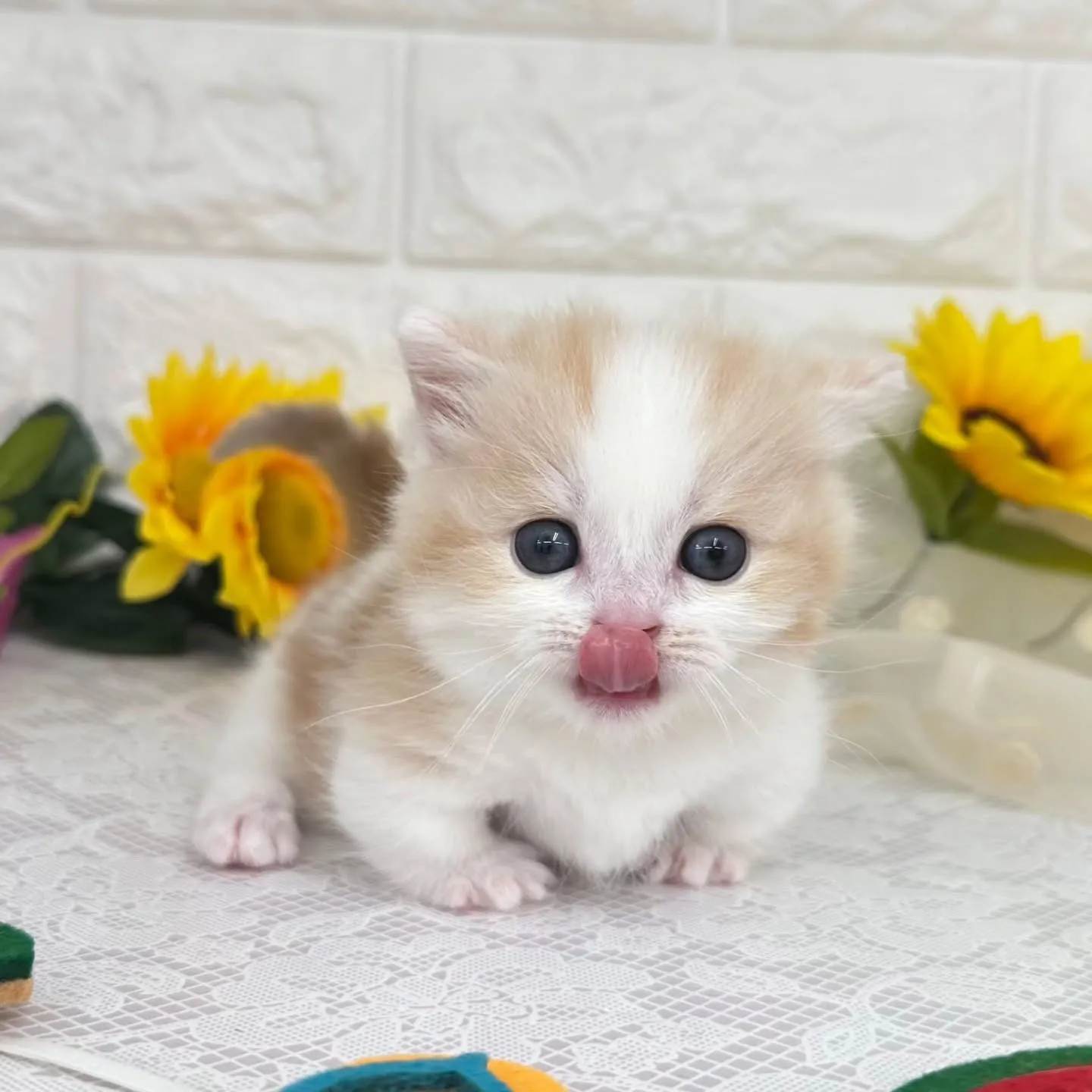 本日ご紹介のマンチカン短足ちゃんです😺❤️