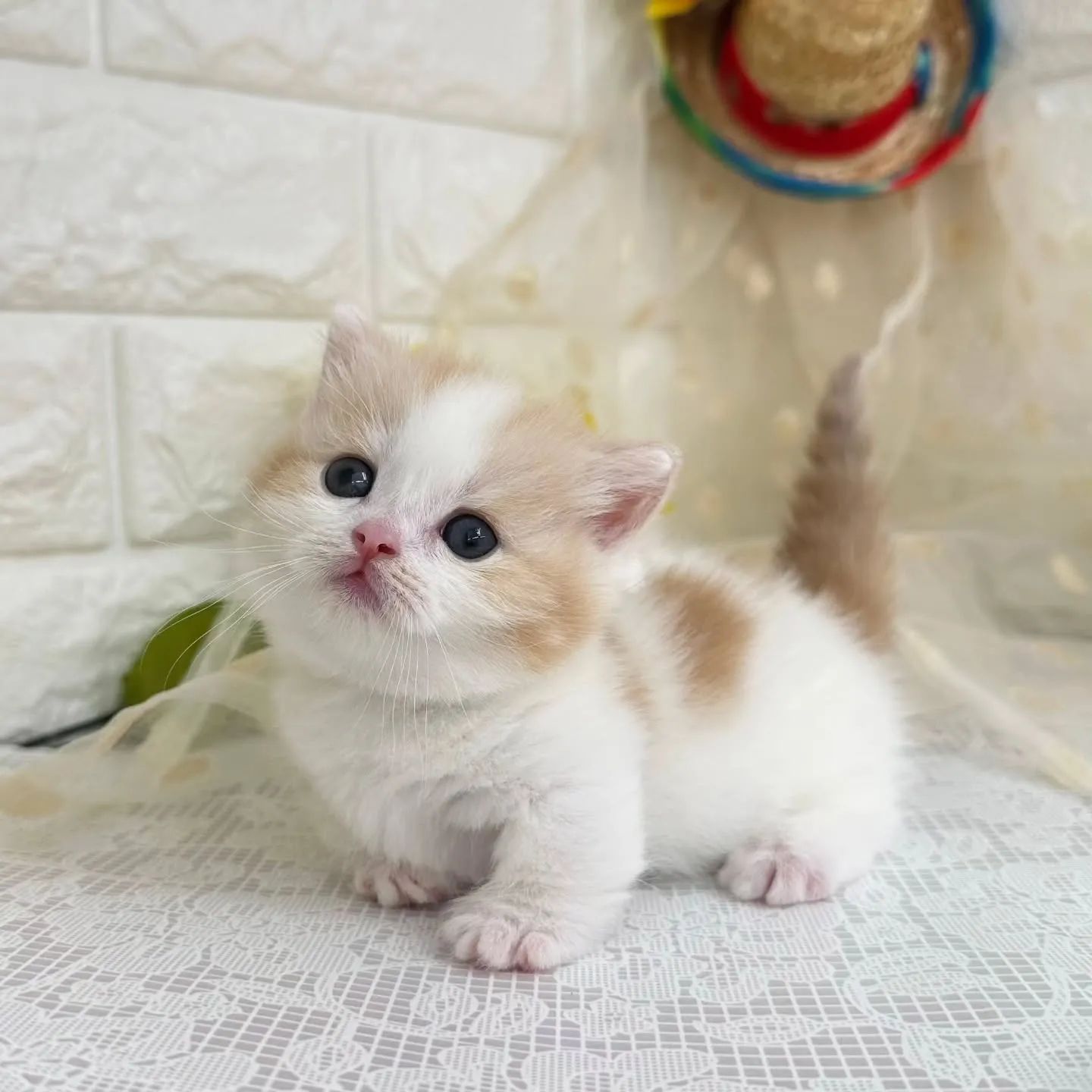 本日ご紹介のマンチカン短足ちゃんです😺❤️