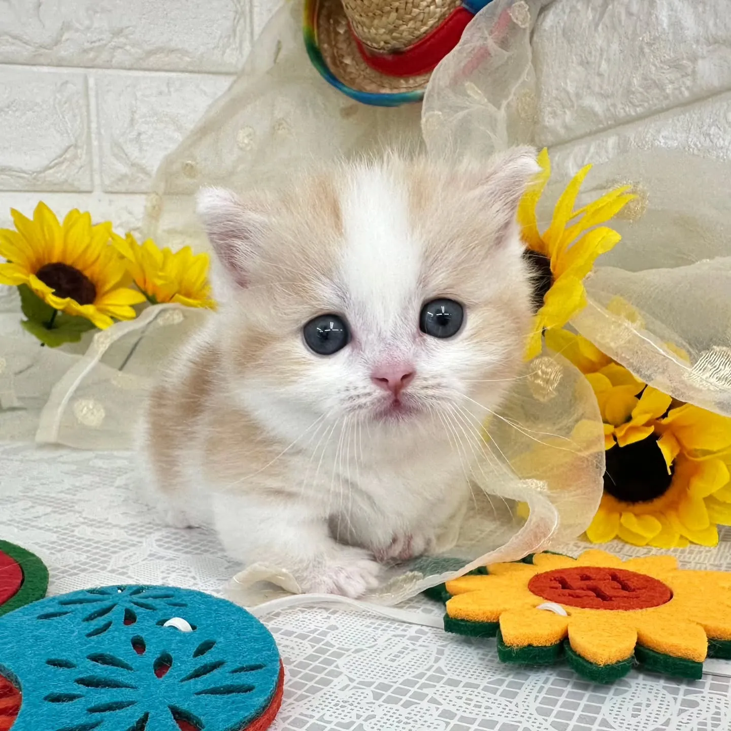 本日ご紹介のマンチカン短足ちゃんです😺❤️
