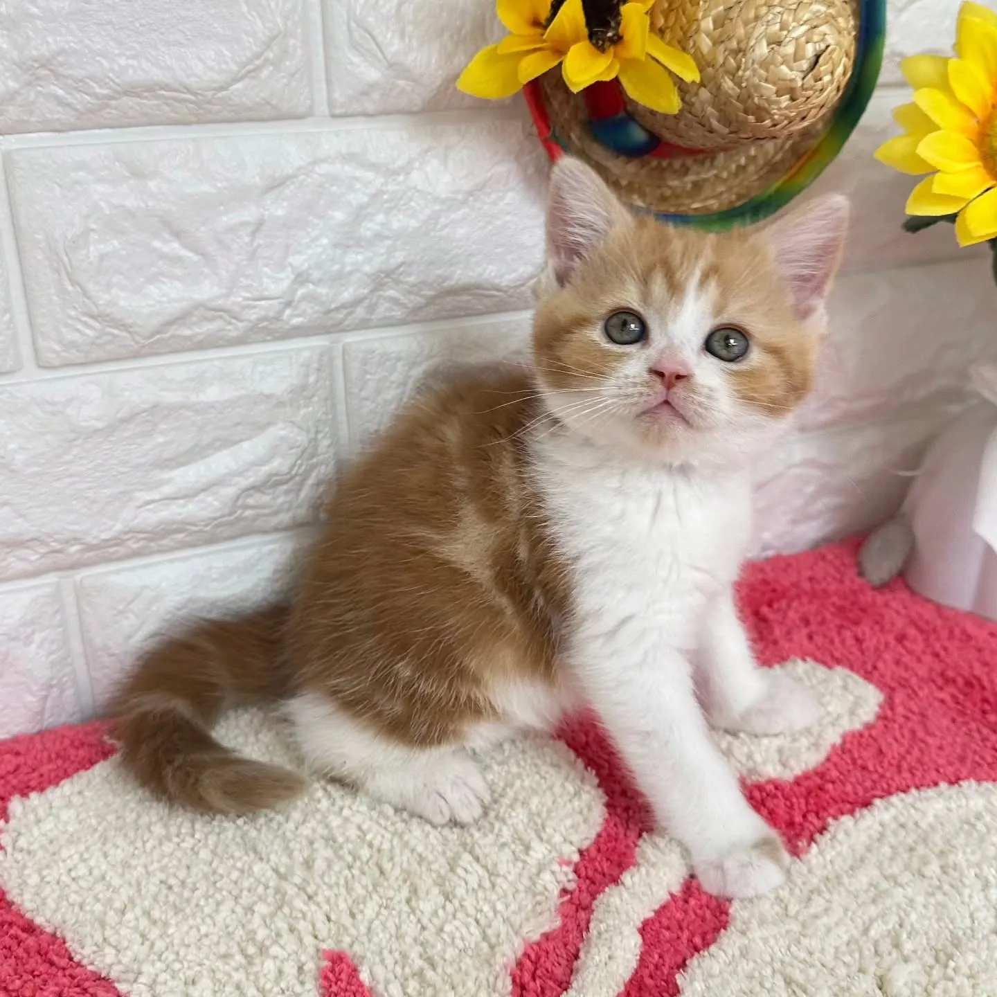 本日ご紹介のマンチカンちゃんです🐱❤️