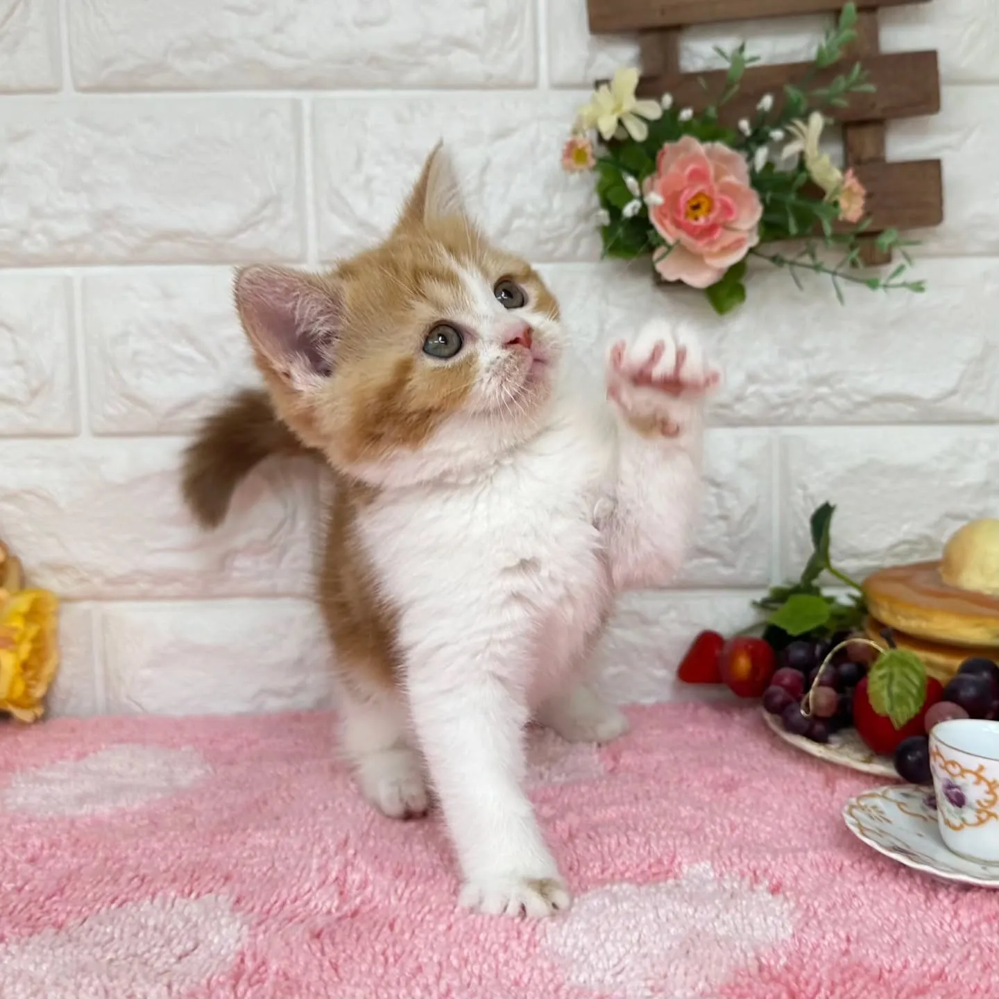 本日ご紹介のマンチカンちゃんです🐱❤️