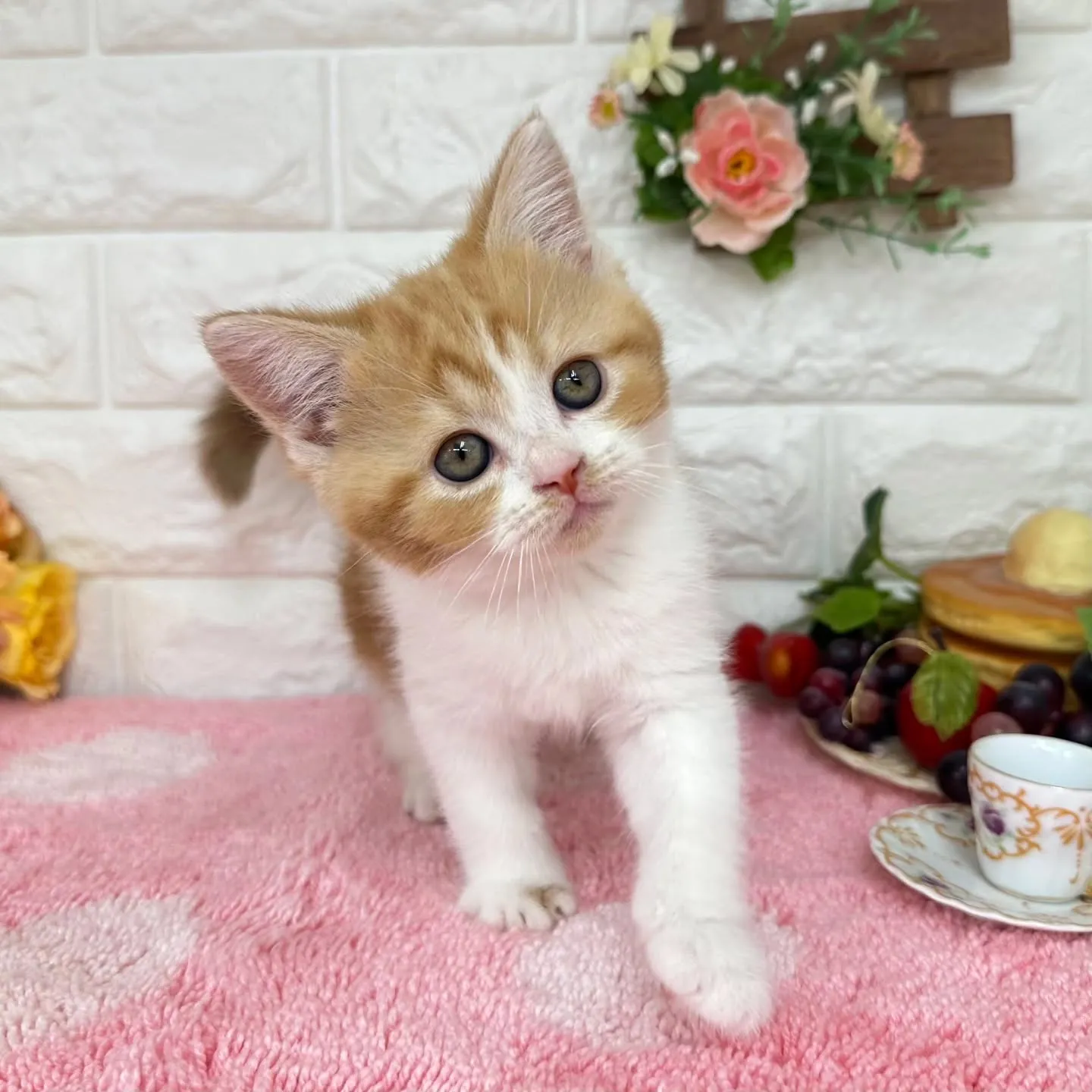 本日ご紹介のマンチカンちゃんです🐱❤️