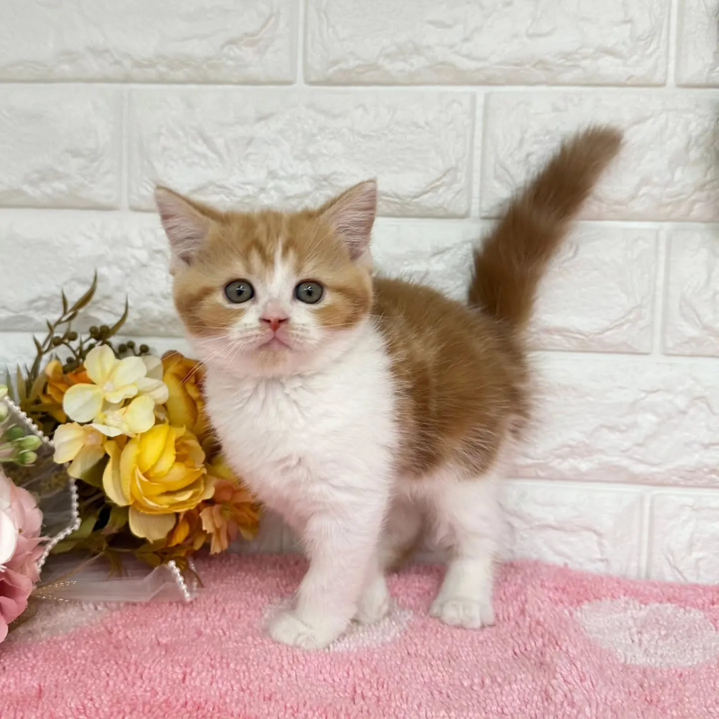 本日ご紹介のマンチカンちゃんです🐱❤️
