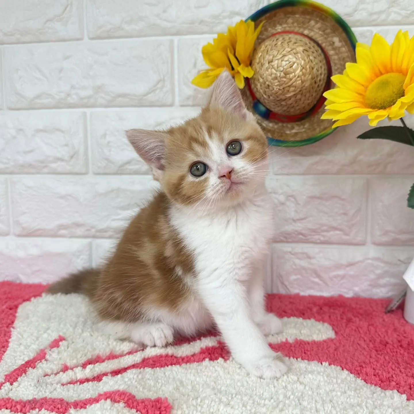 本日ご紹介のマンチカンちゃんです🐱❤️