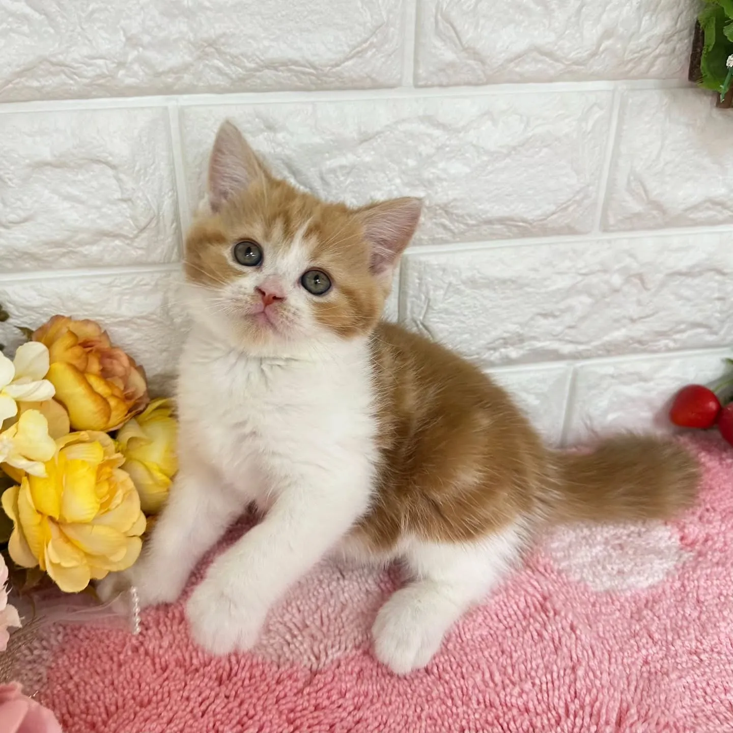 本日ご紹介のマンチカンちゃんです🐱❤️