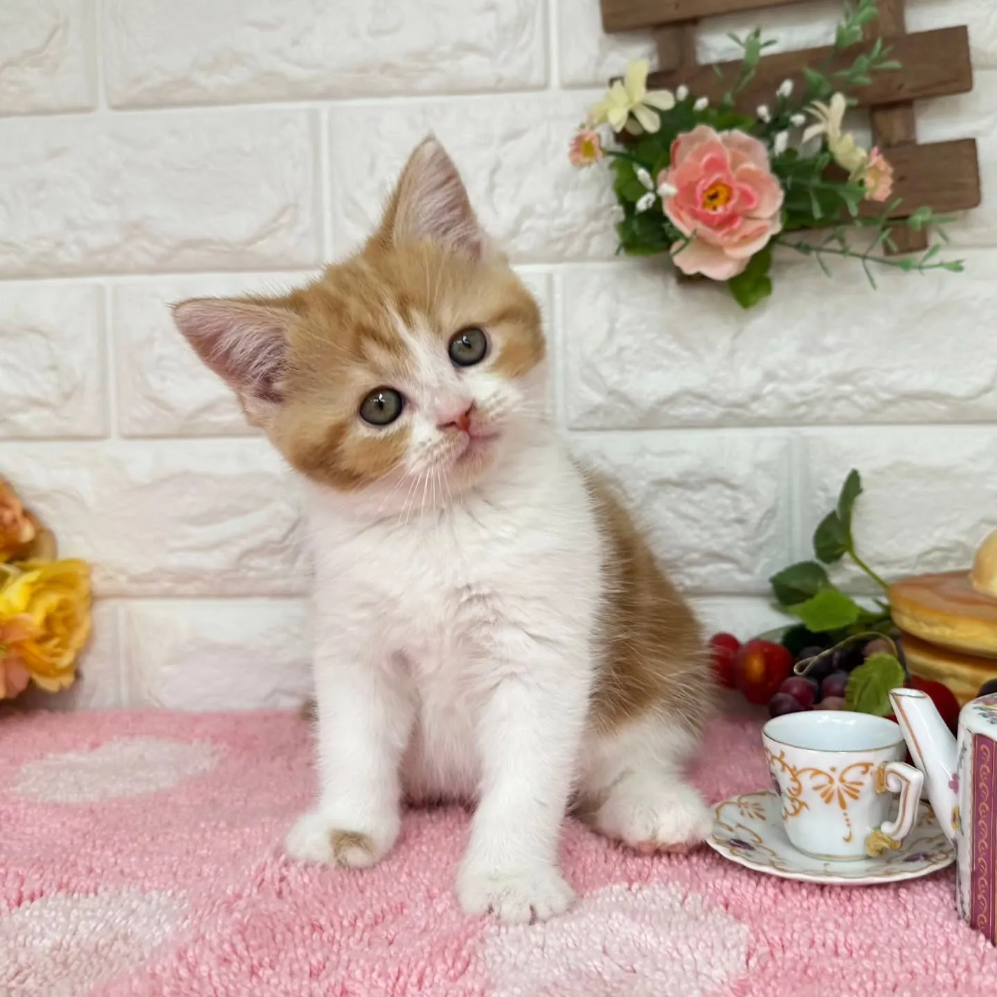 本日ご紹介のマンチカンちゃんです🐱❤️