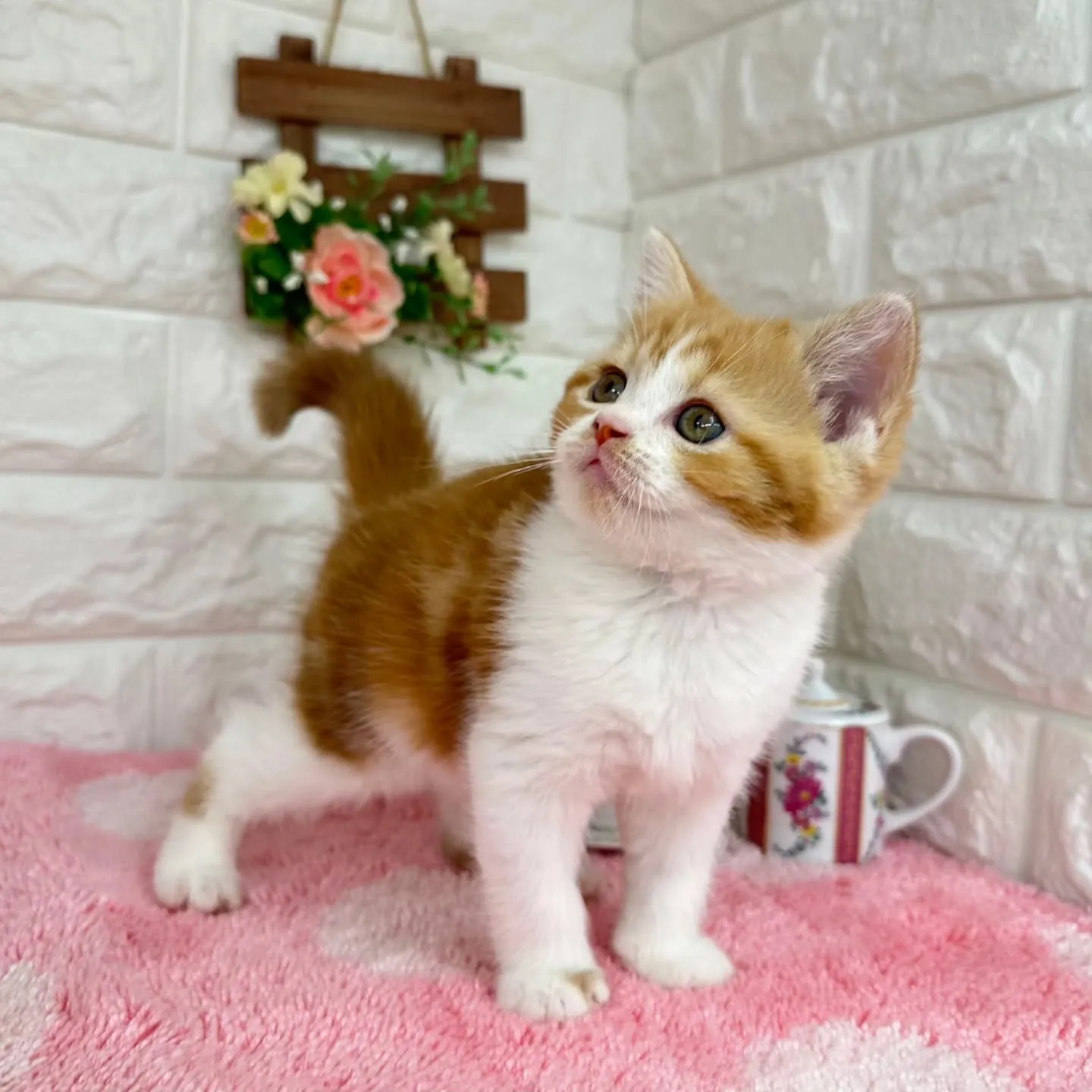 本日ご紹介のマンチカンちゃんです🐱❤️