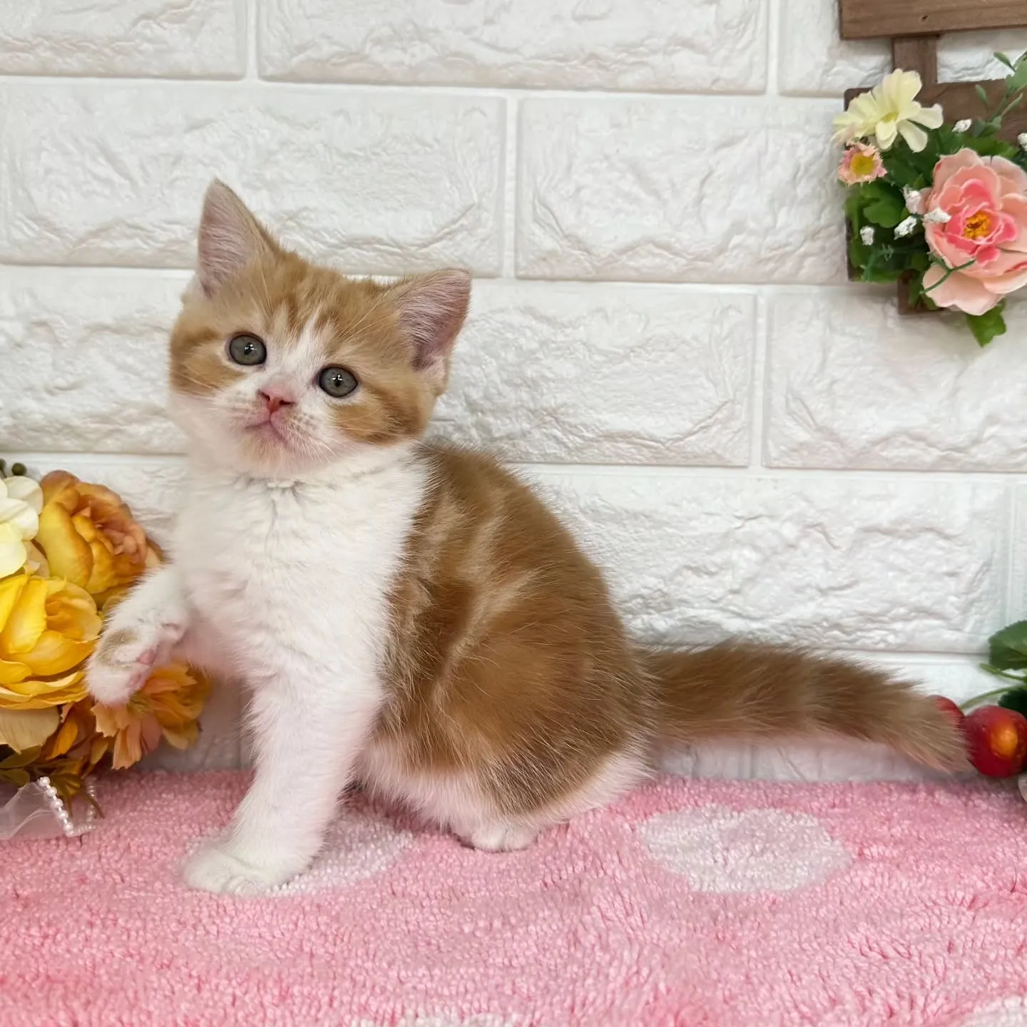本日ご紹介のマンチカンちゃんです🐱❤️