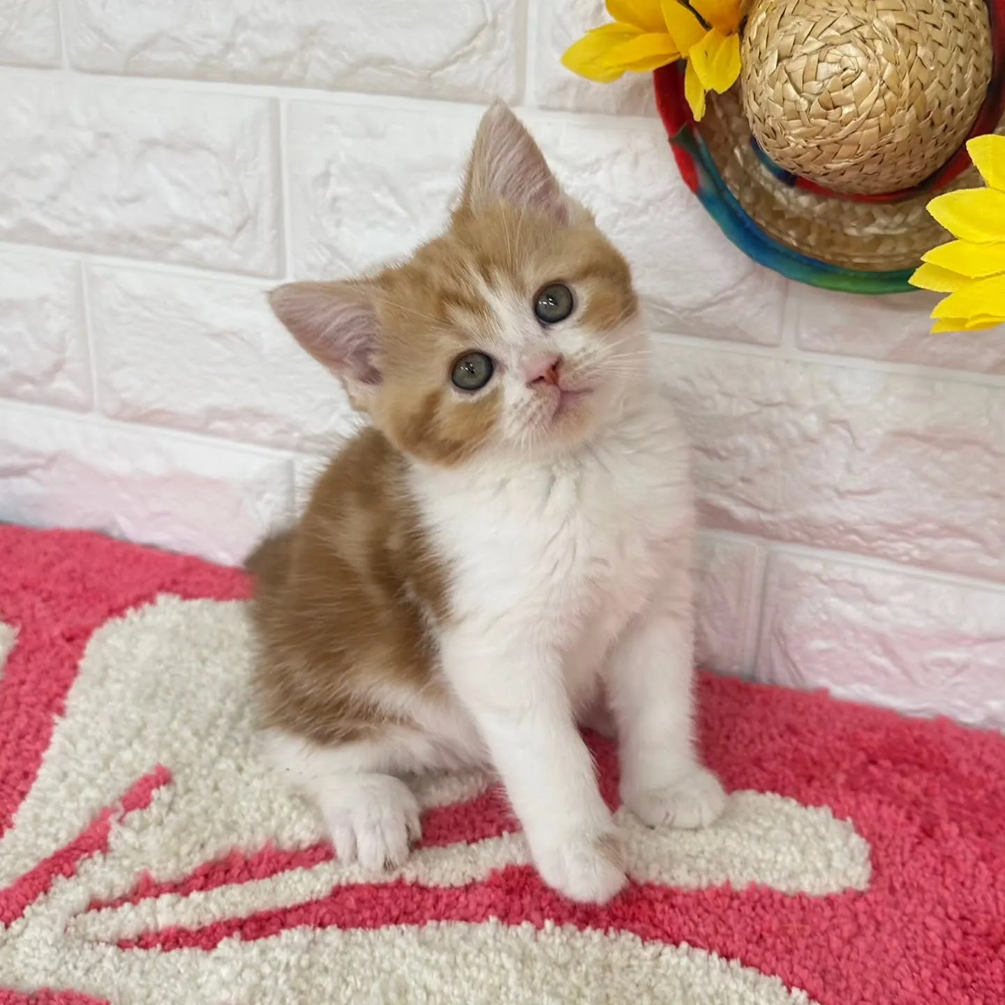 本日ご紹介のマンチカンちゃんです🐱❤️