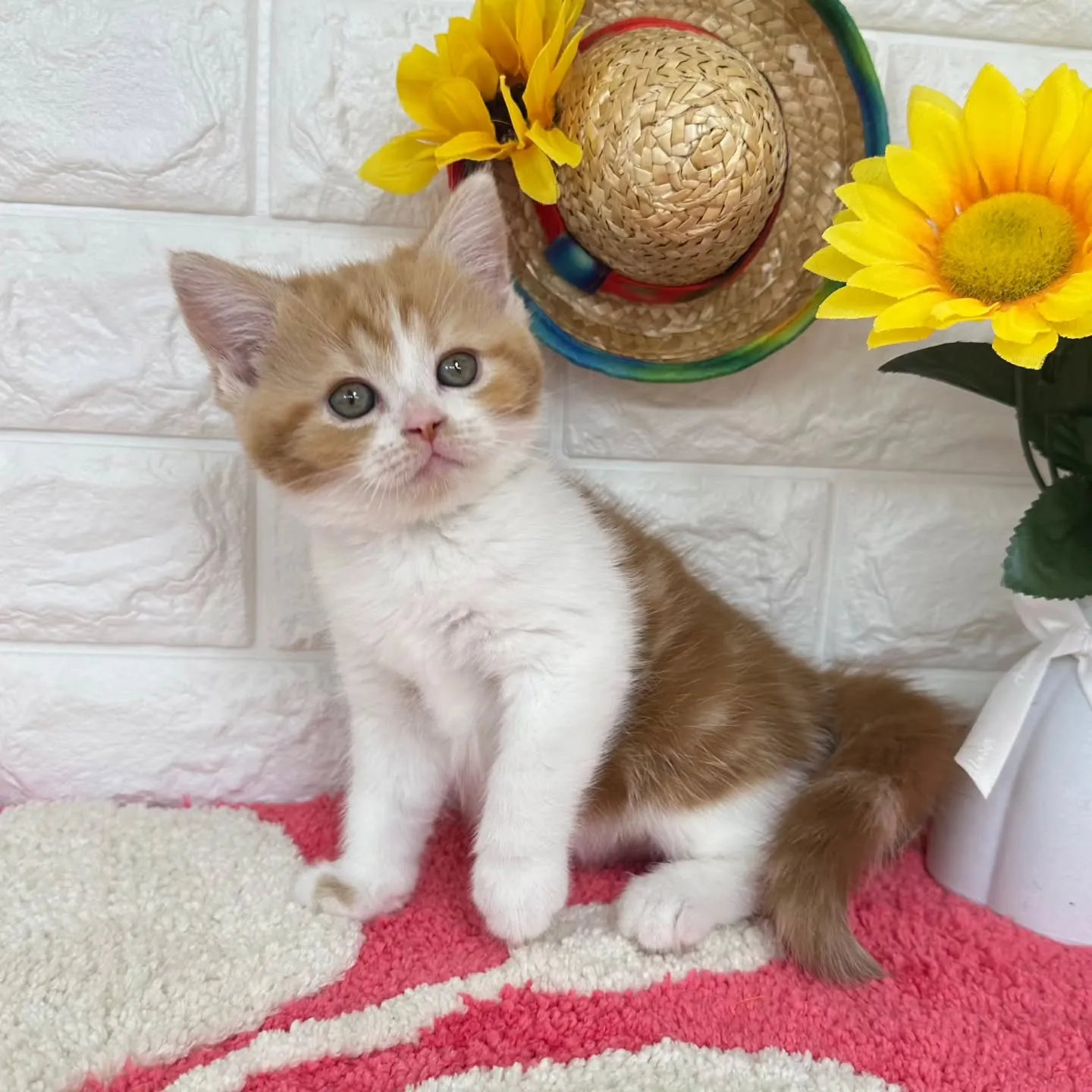 本日ご紹介のマンチカンちゃんです🐱❤️