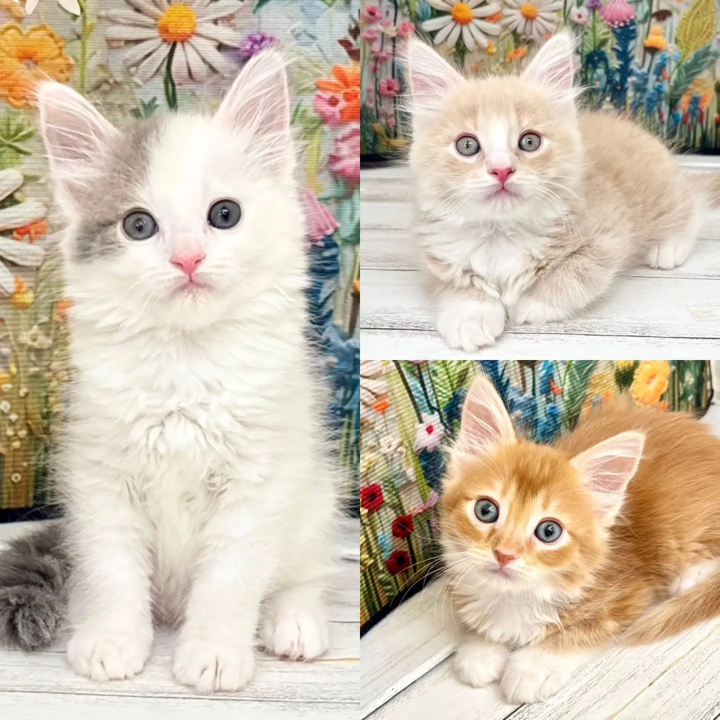 本日ご紹介のサイベリアンです🐱✨