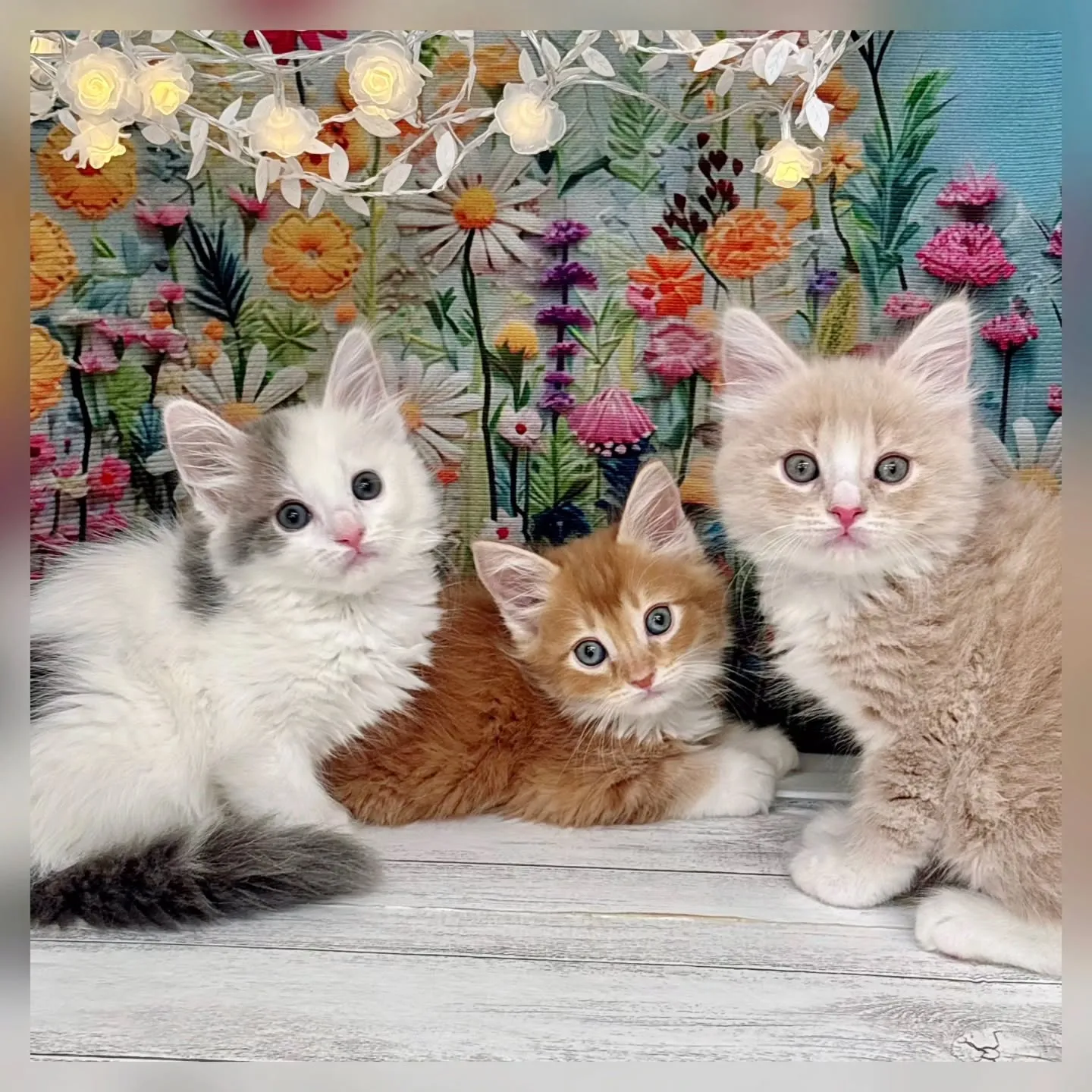 本日ご紹介のサイベリアンです🐱✨
