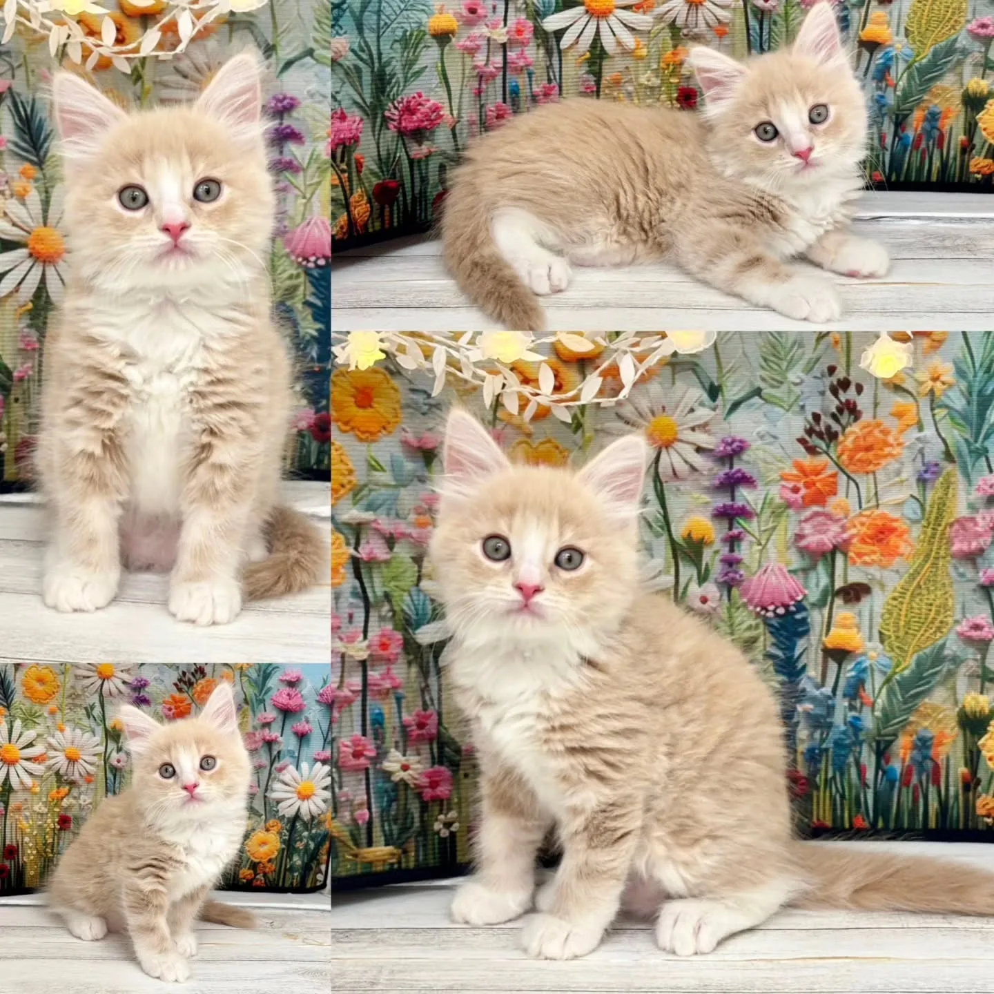 本日ご紹介のサイベリアンです🐱✨