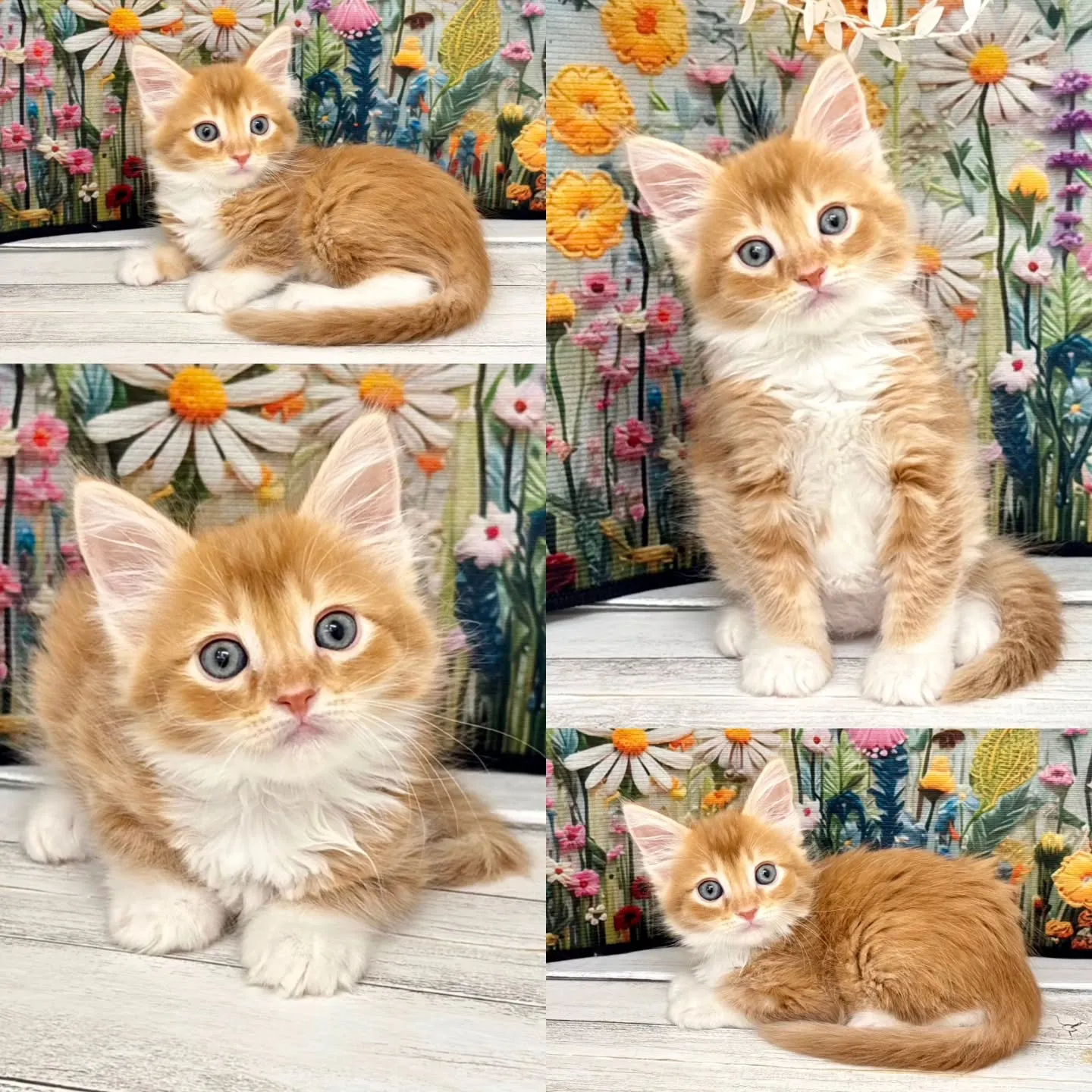 本日ご紹介のサイベリアンです🐱✨