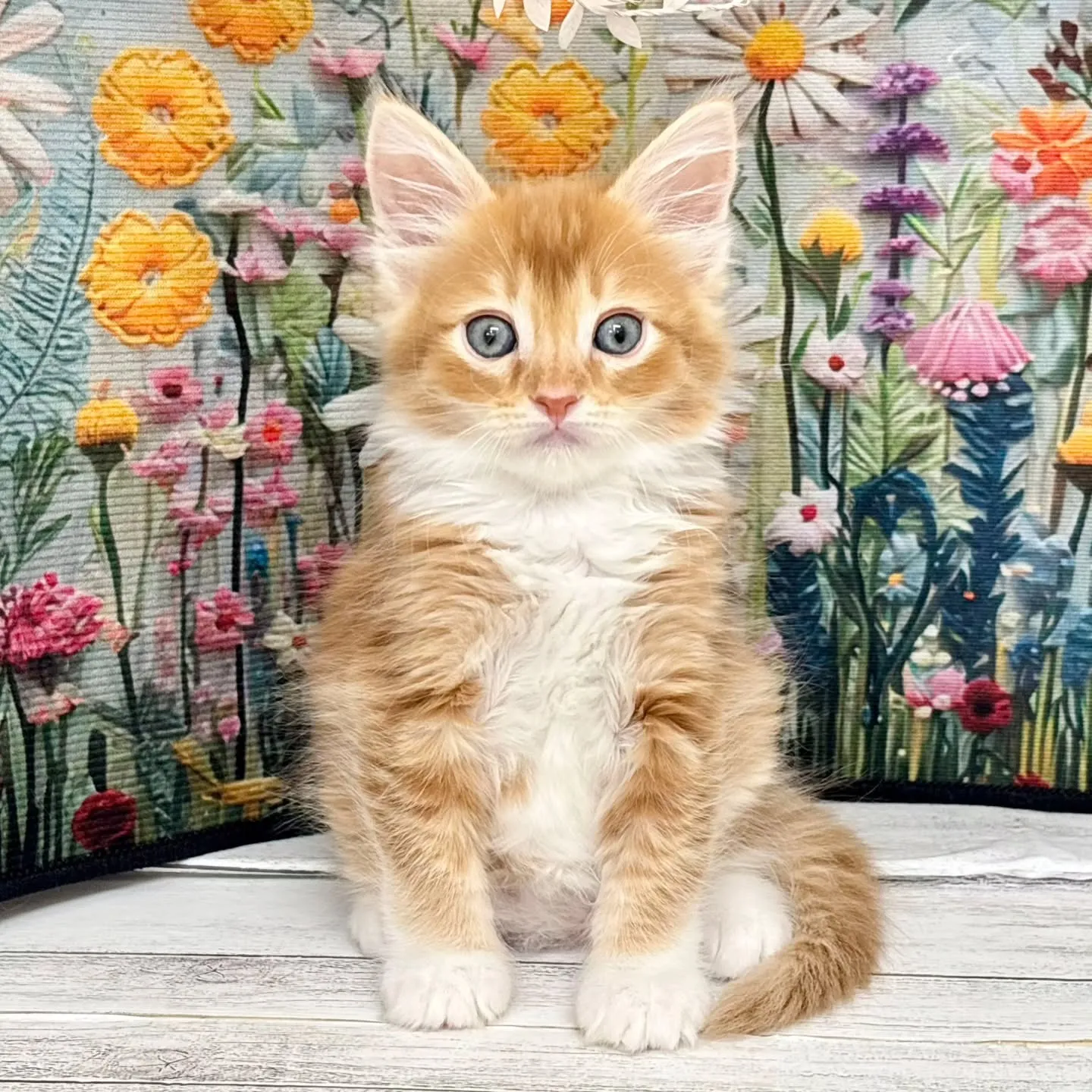 本日ご紹介のサイベリアンです🐱✨