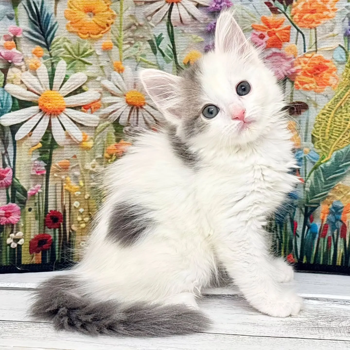 本日ご紹介のサイベリアンです🐱✨