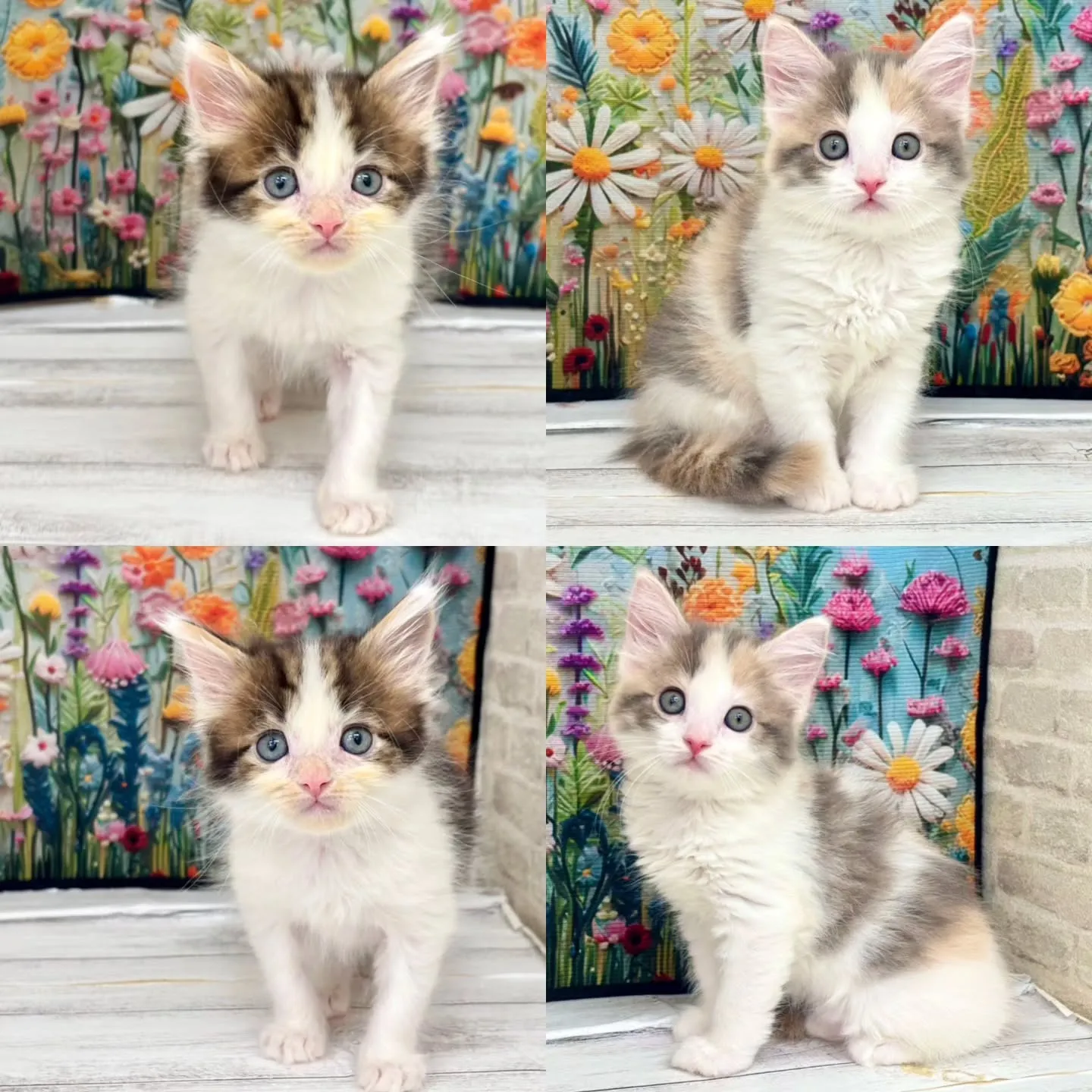 本日ご紹介のサイベリアンです🐱✨