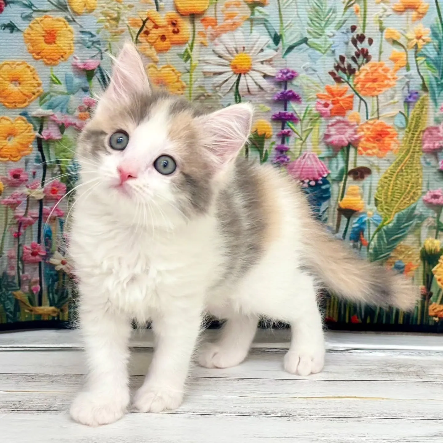 本日ご紹介のサイベリアンです🐱✨