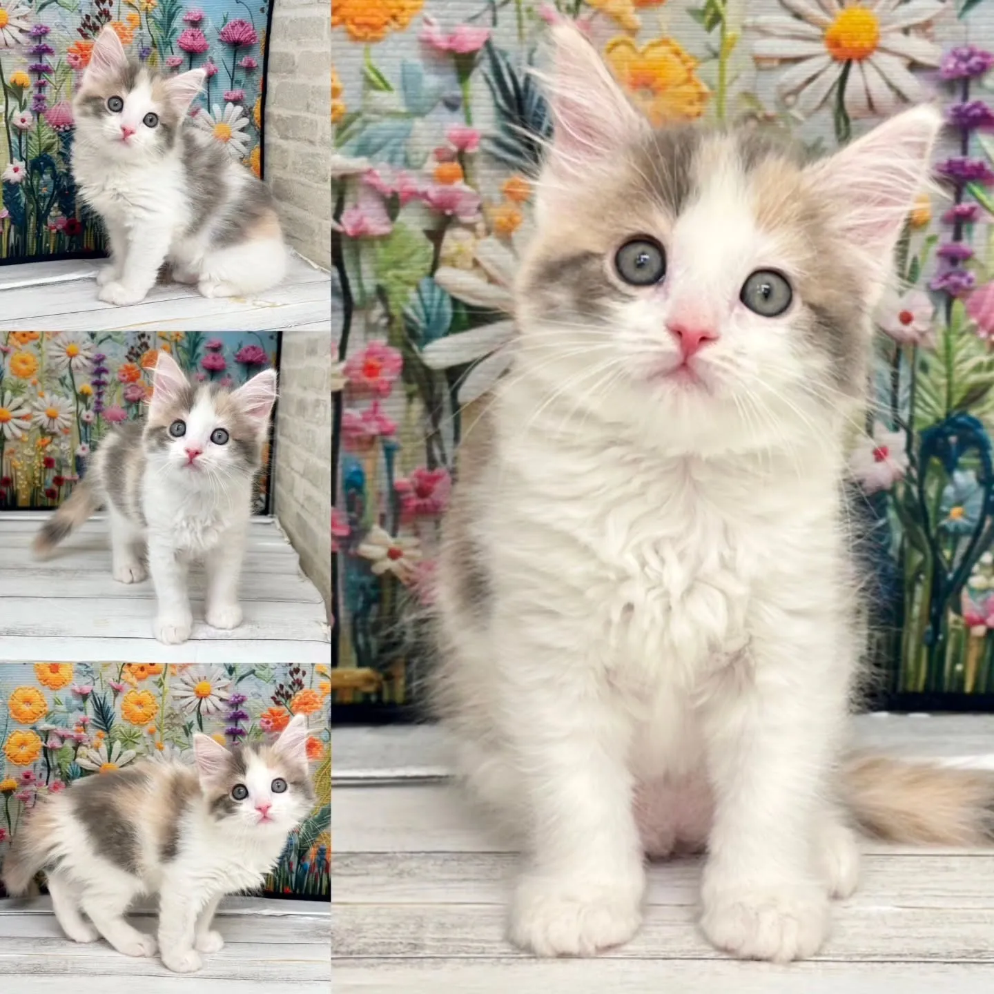 本日ご紹介のサイベリアンです🐱✨