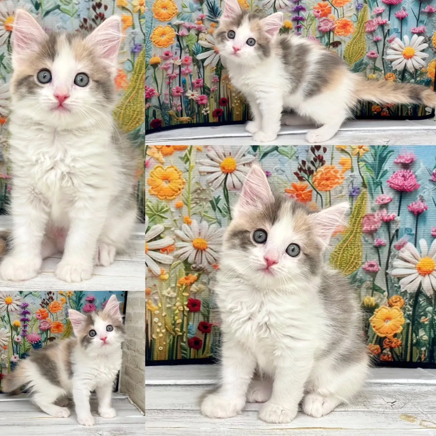 本日ご紹介のサイベリアンです🐱✨