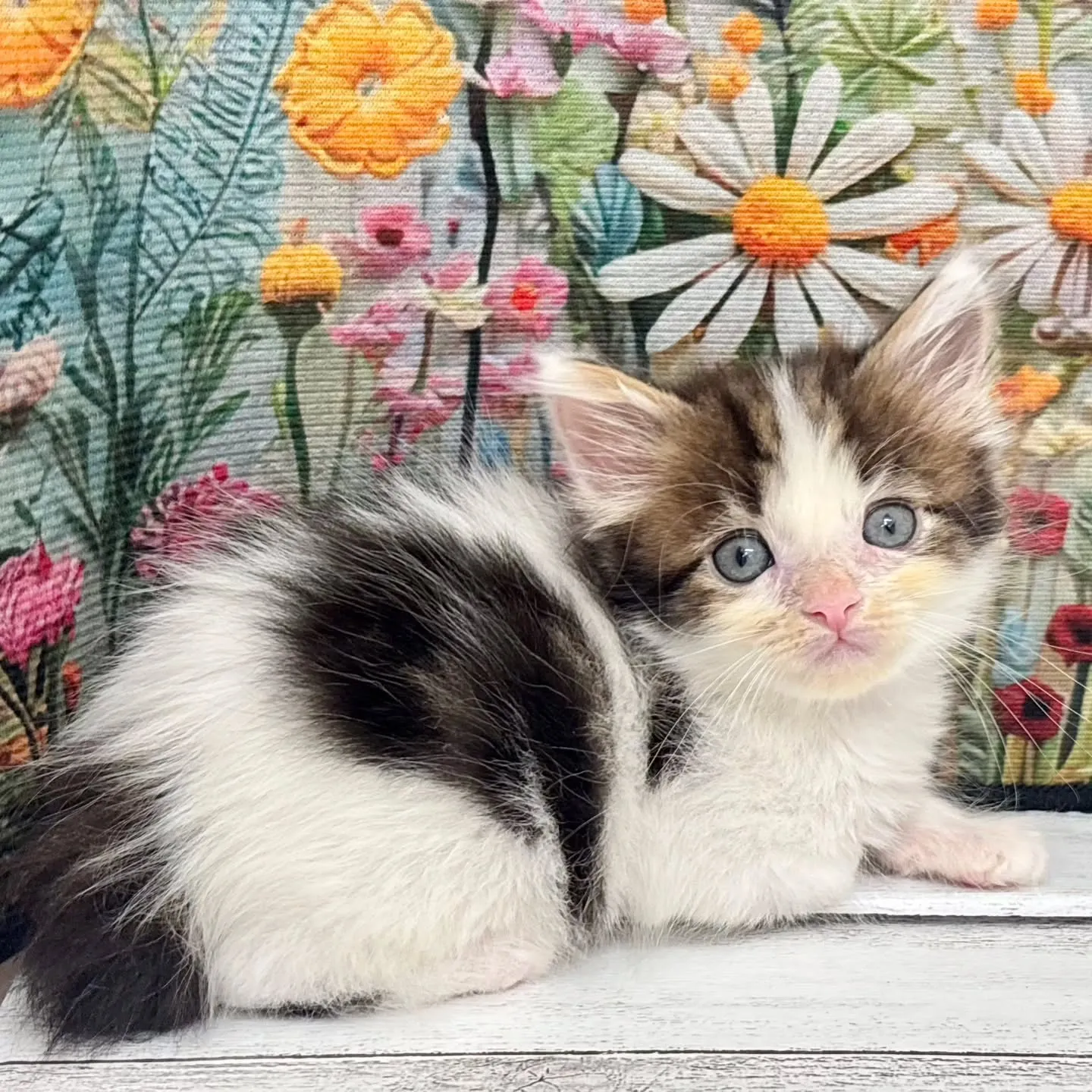 本日ご紹介のサイベリアンです🐱✨