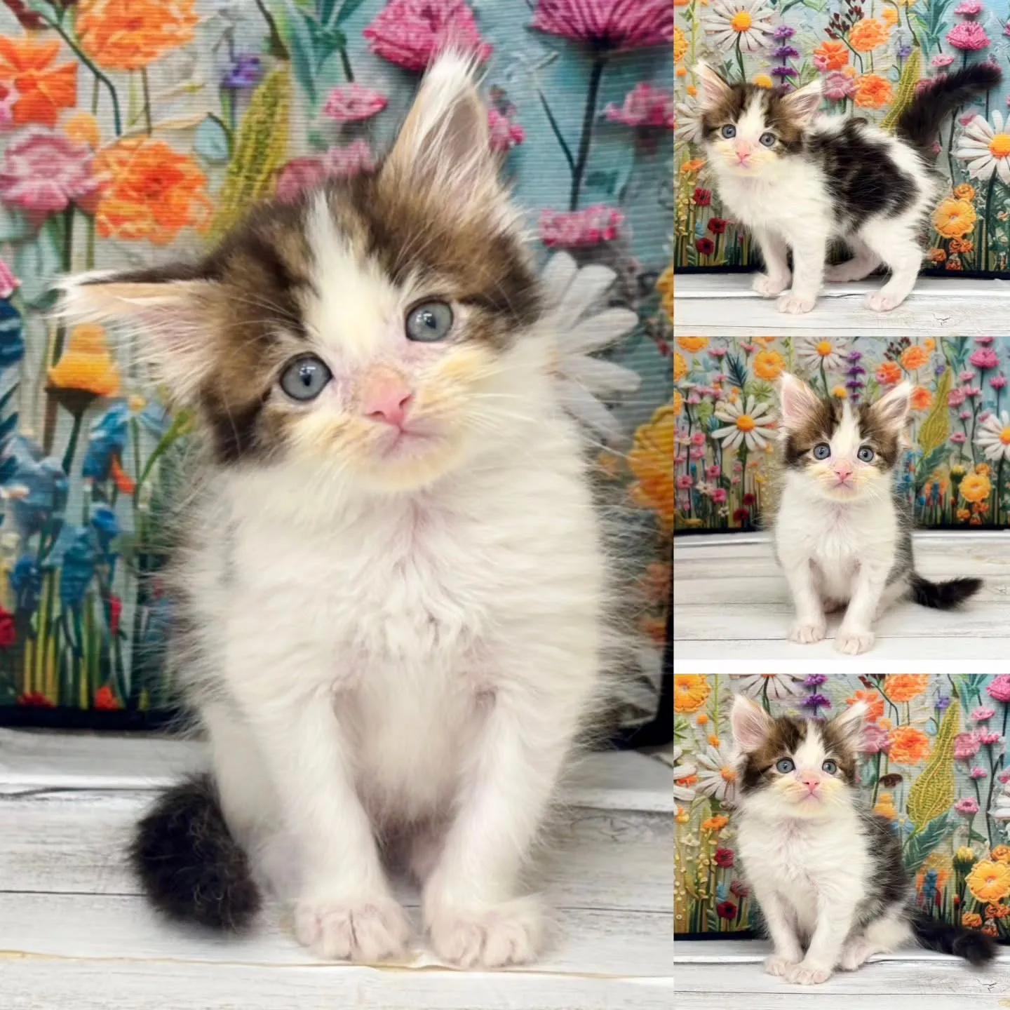 本日ご紹介のサイベリアンです🐱✨