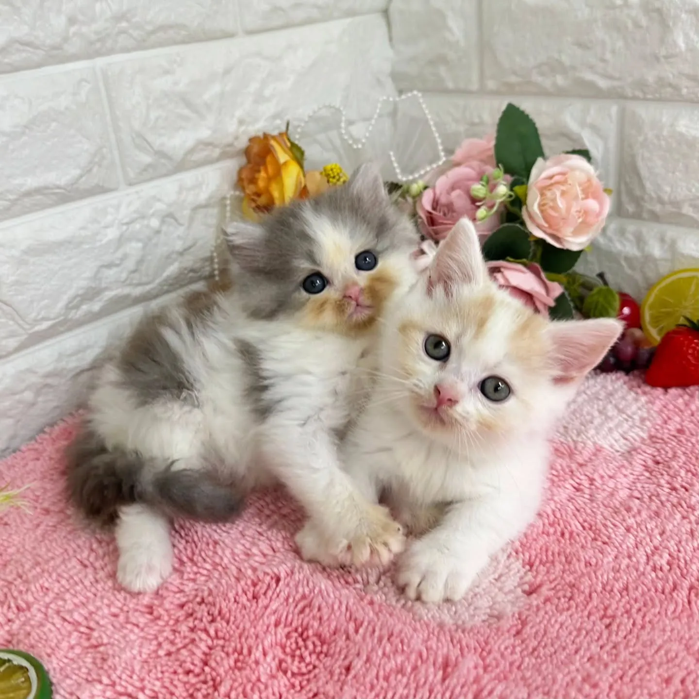 ご紹介中のマンチカン短足ちゃん&ミヌエットちゃんです🐱❤️