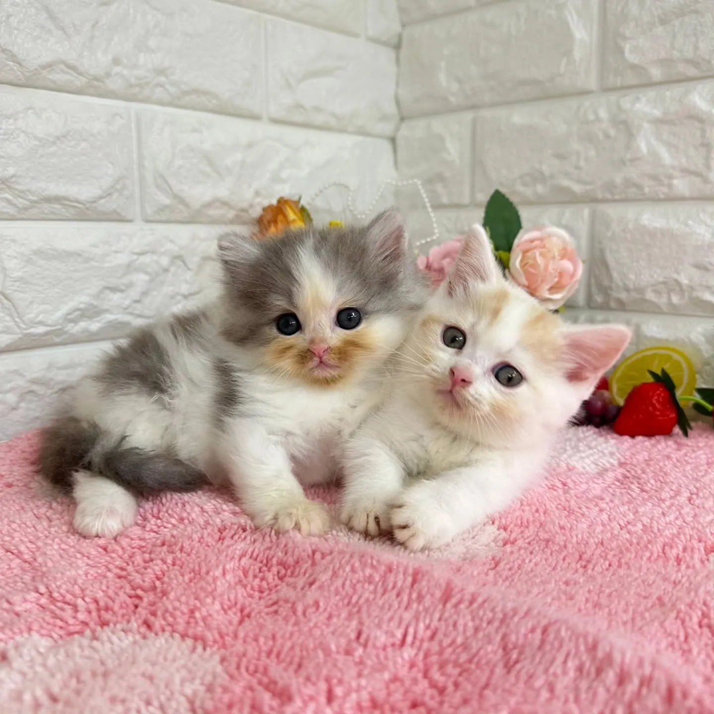 ご紹介中のマンチカン短足ちゃん&ミヌエットちゃんです🐱❤️