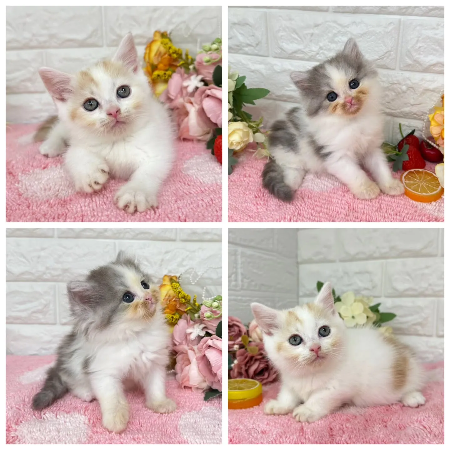 ご紹介中のマンチカン短足ちゃん&ミヌエットちゃんです🐱❤️