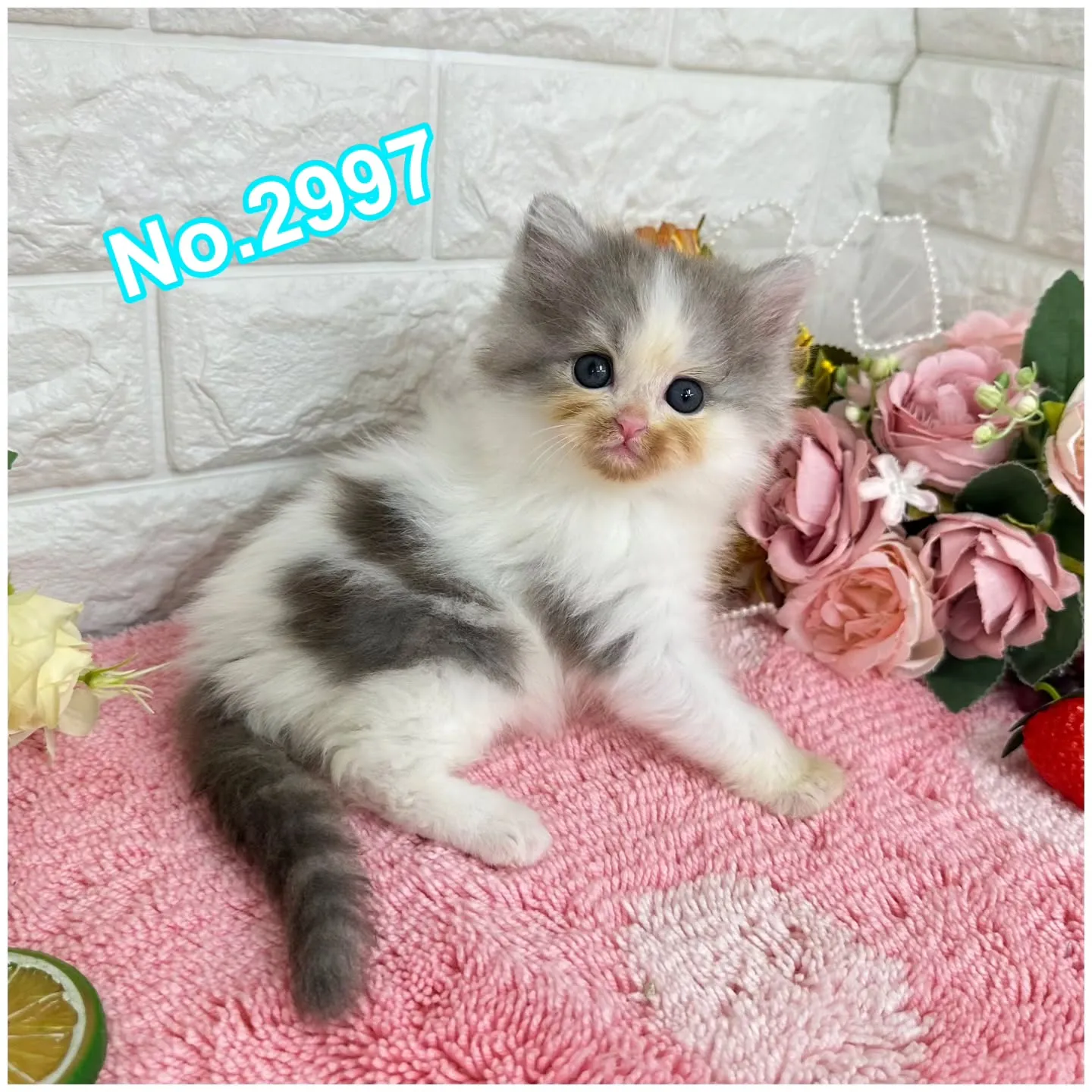 ご紹介中のマンチカン短足ちゃん&ミヌエットちゃんです🐱❤️