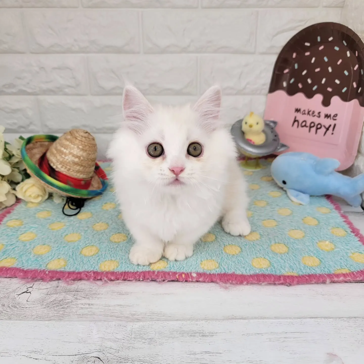 現在ご紹介中の短足マンチカンちゃんです🐱❤️