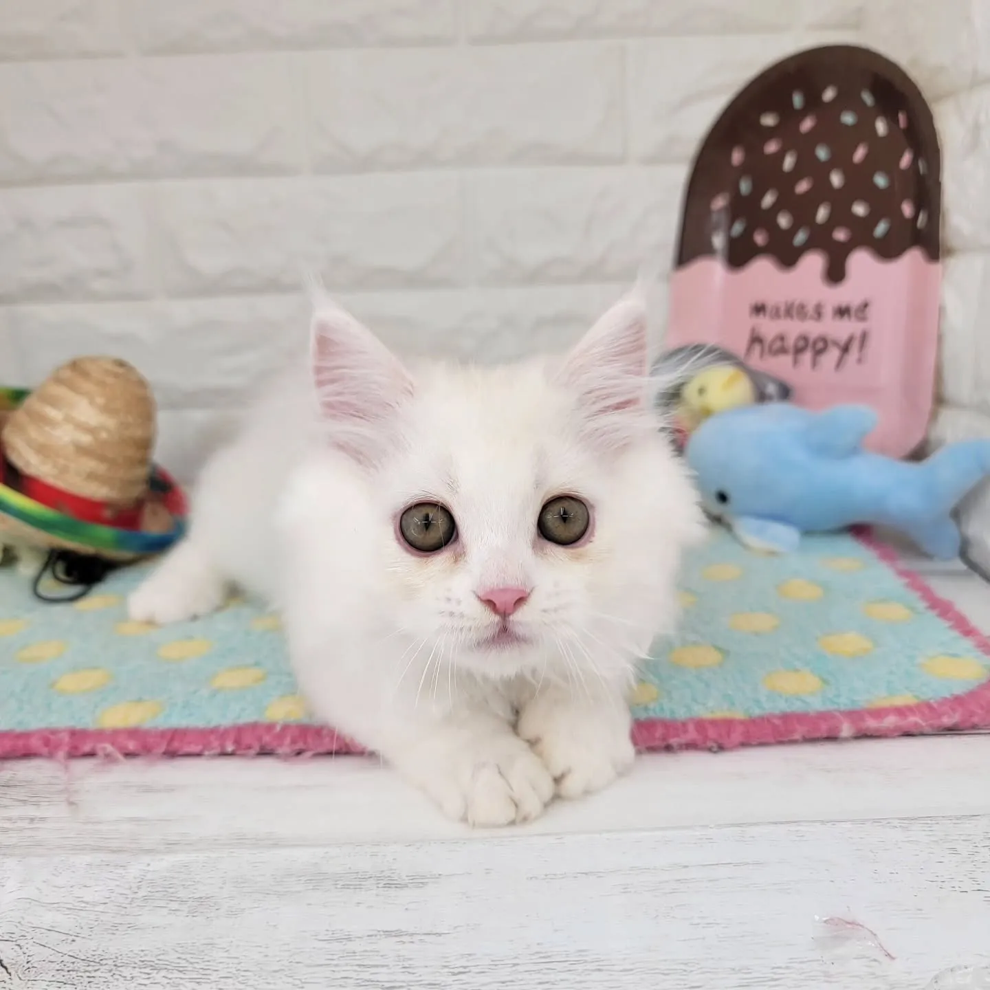 現在ご紹介中の短足マンチカンちゃんです🐱❤️