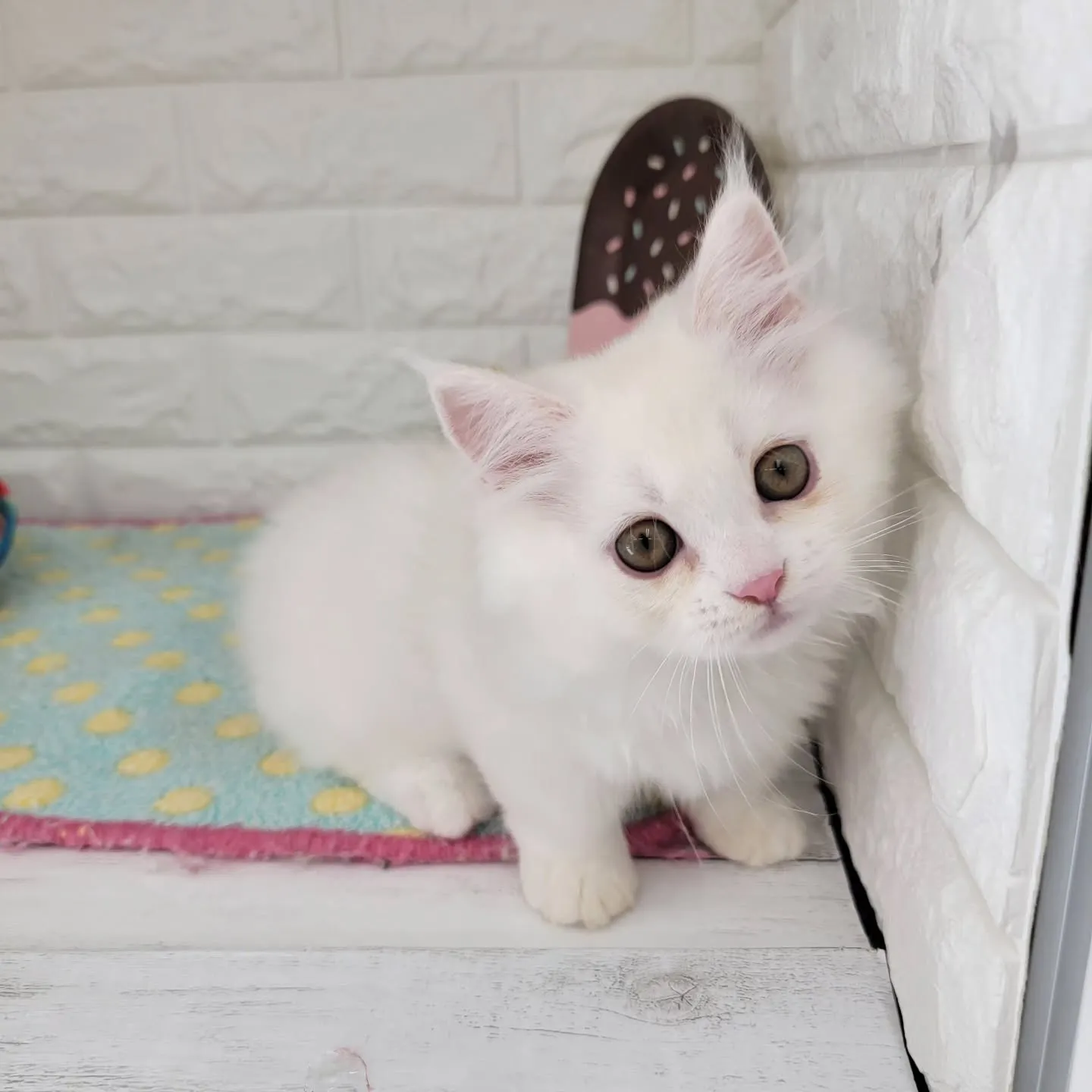 現在ご紹介中の短足マンチカンちゃんです🐱❤️