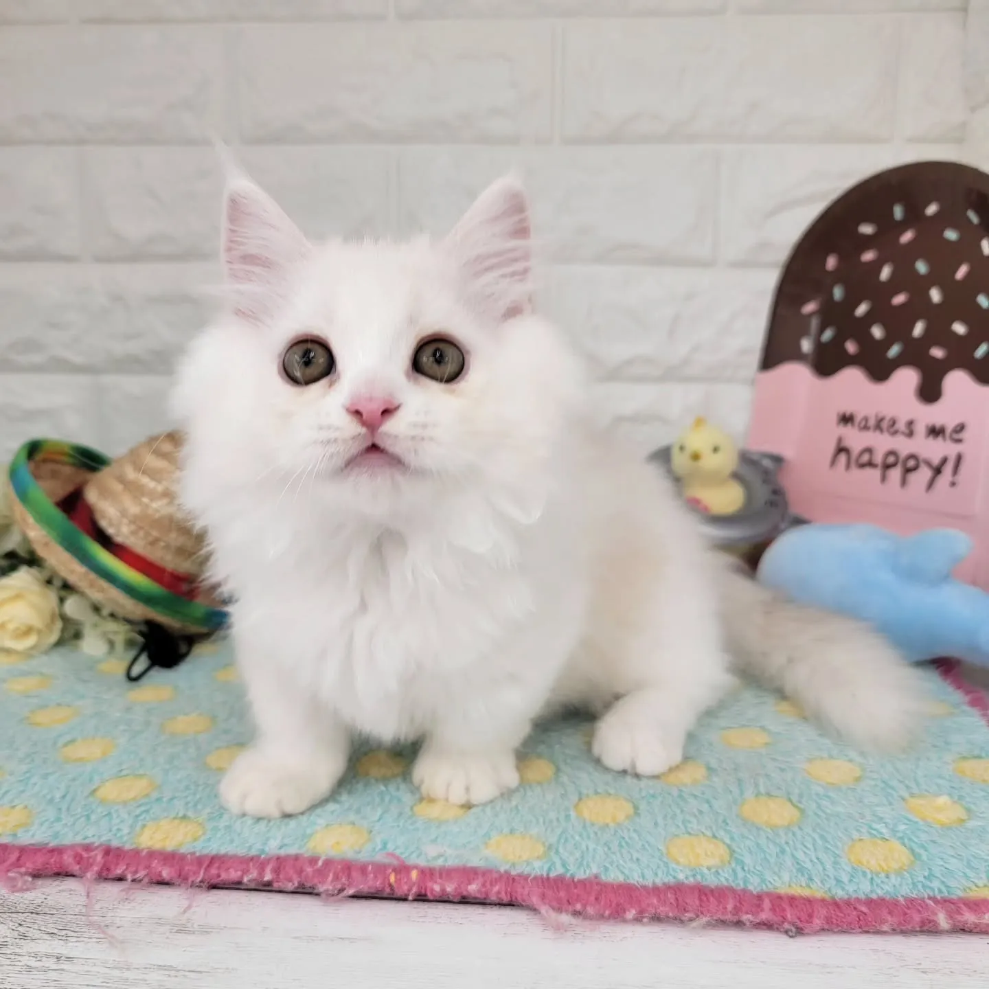 現在ご紹介中の短足マンチカンちゃんです🐱❤️