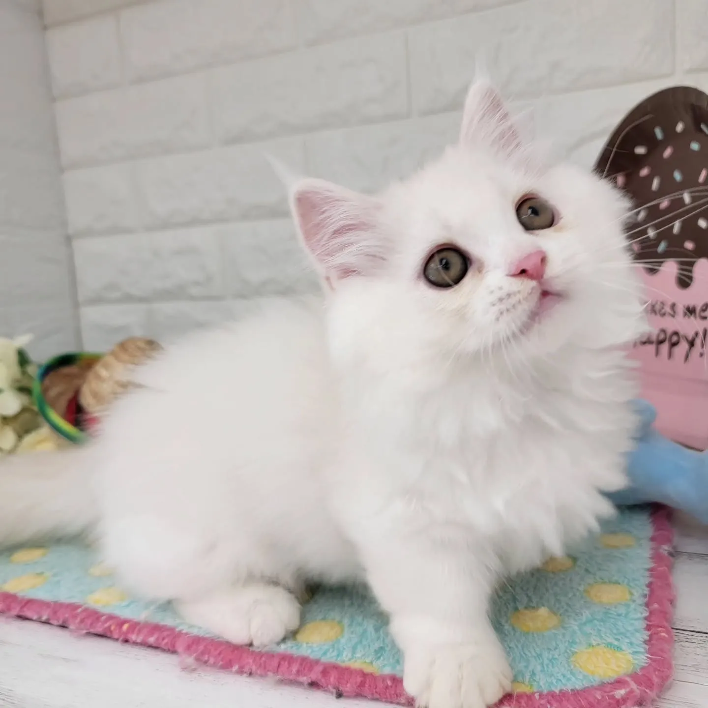 現在ご紹介中の短足マンチカンちゃんです🐱❤️