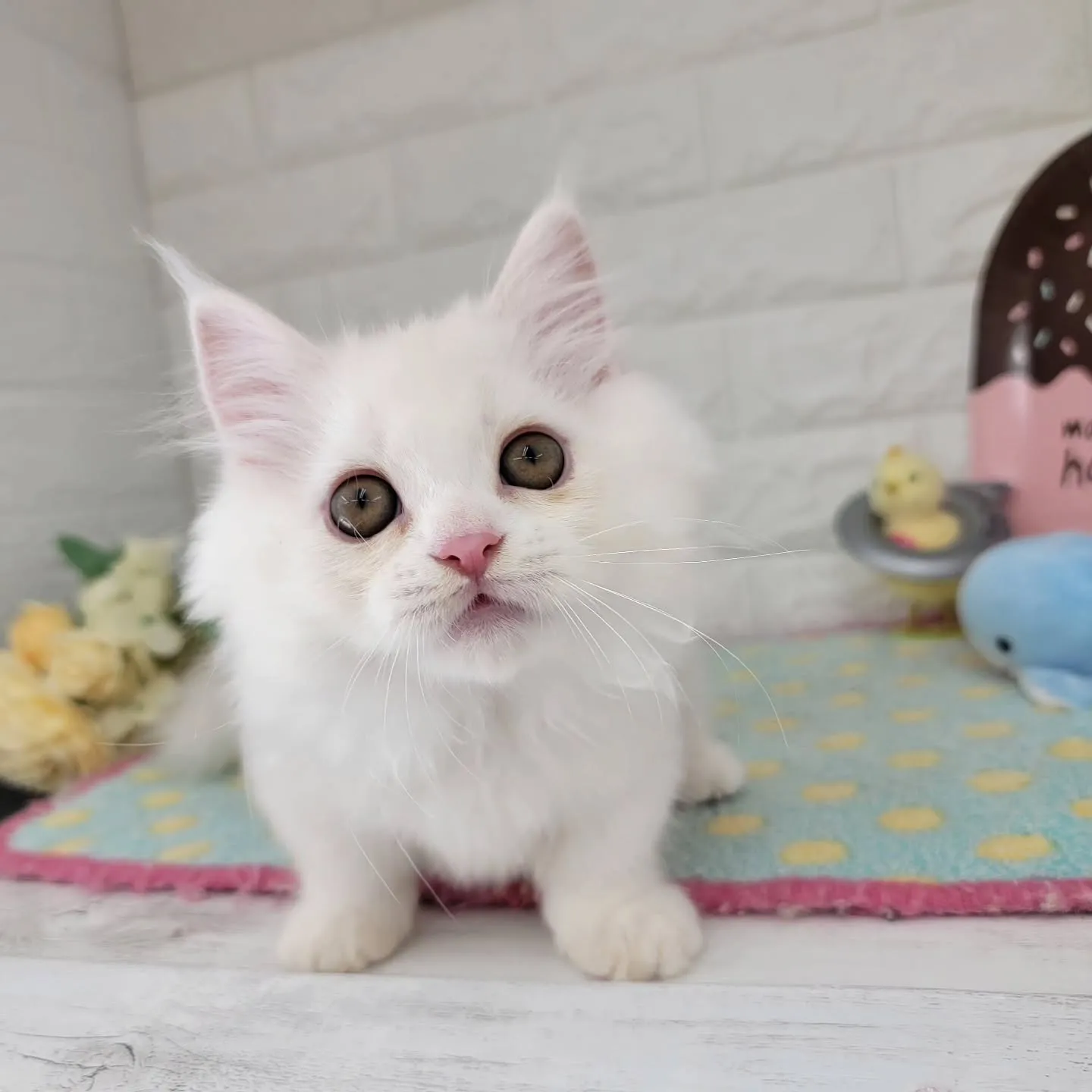 現在ご紹介中の短足マンチカンちゃんです🐱❤️