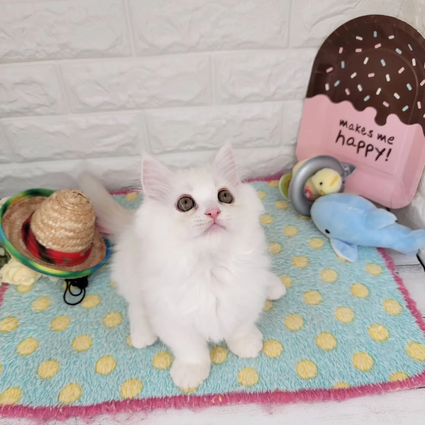 現在ご紹介中の短足マンチカンちゃんです🐱❤️
