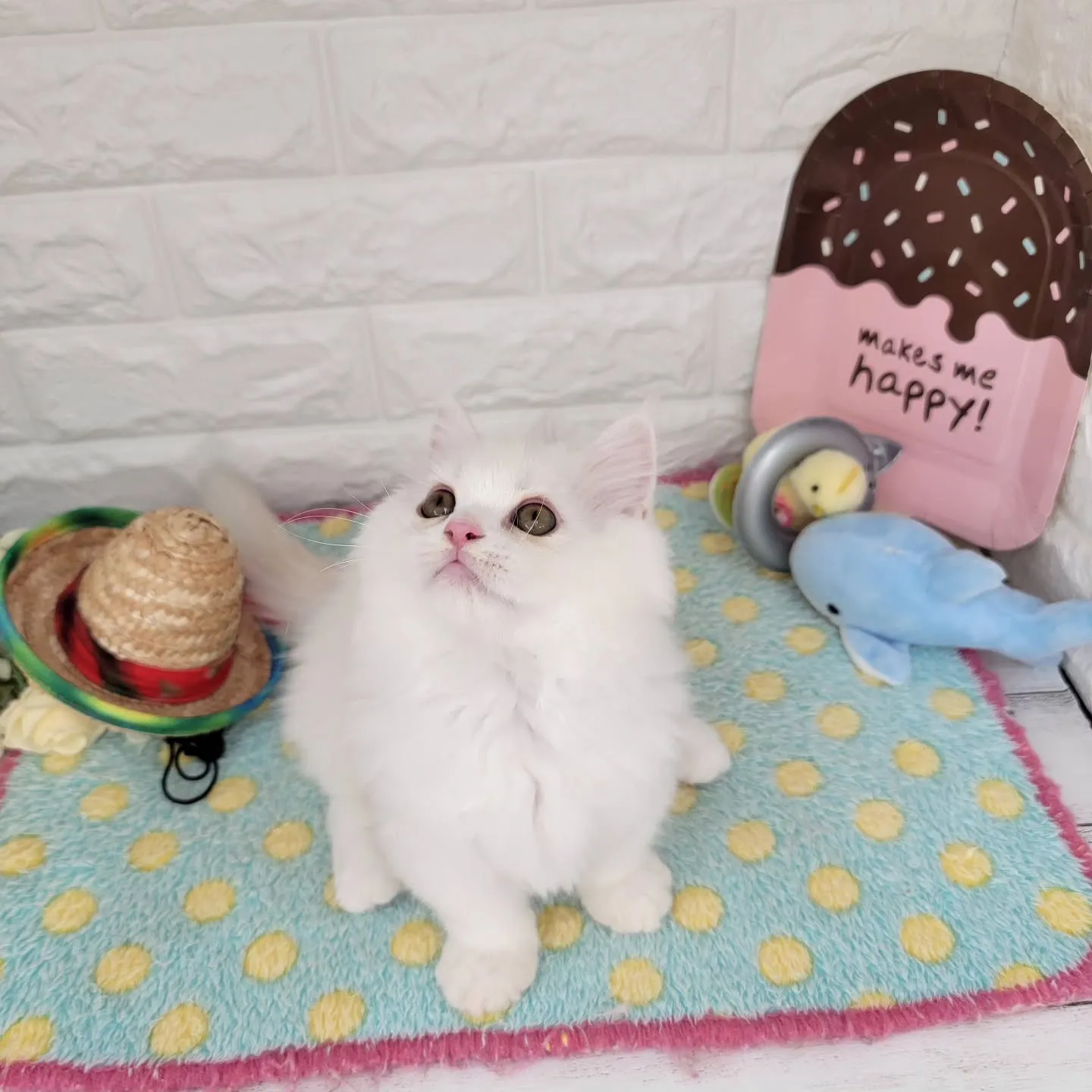 現在ご紹介中の短足マンチカンちゃんです🐱❤️