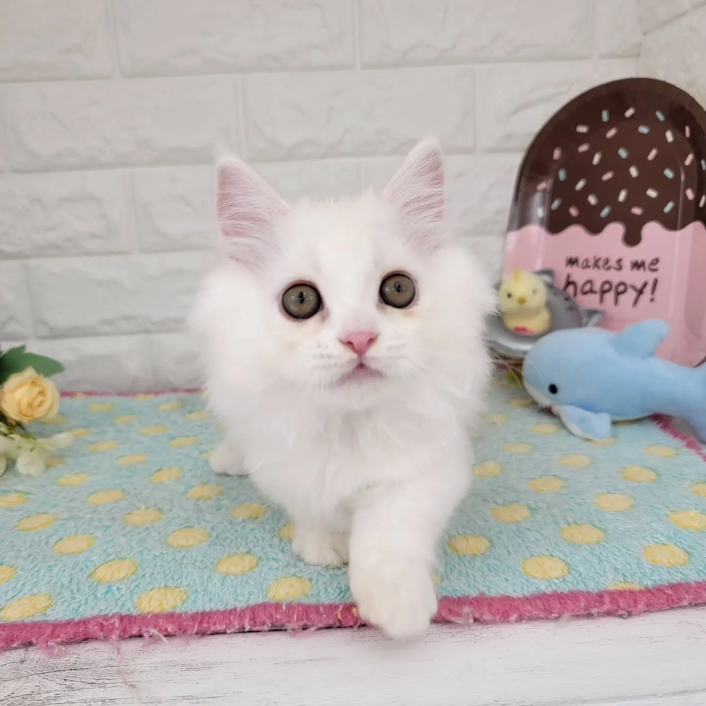 現在ご紹介中の短足マンチカンちゃんです🐱❤️