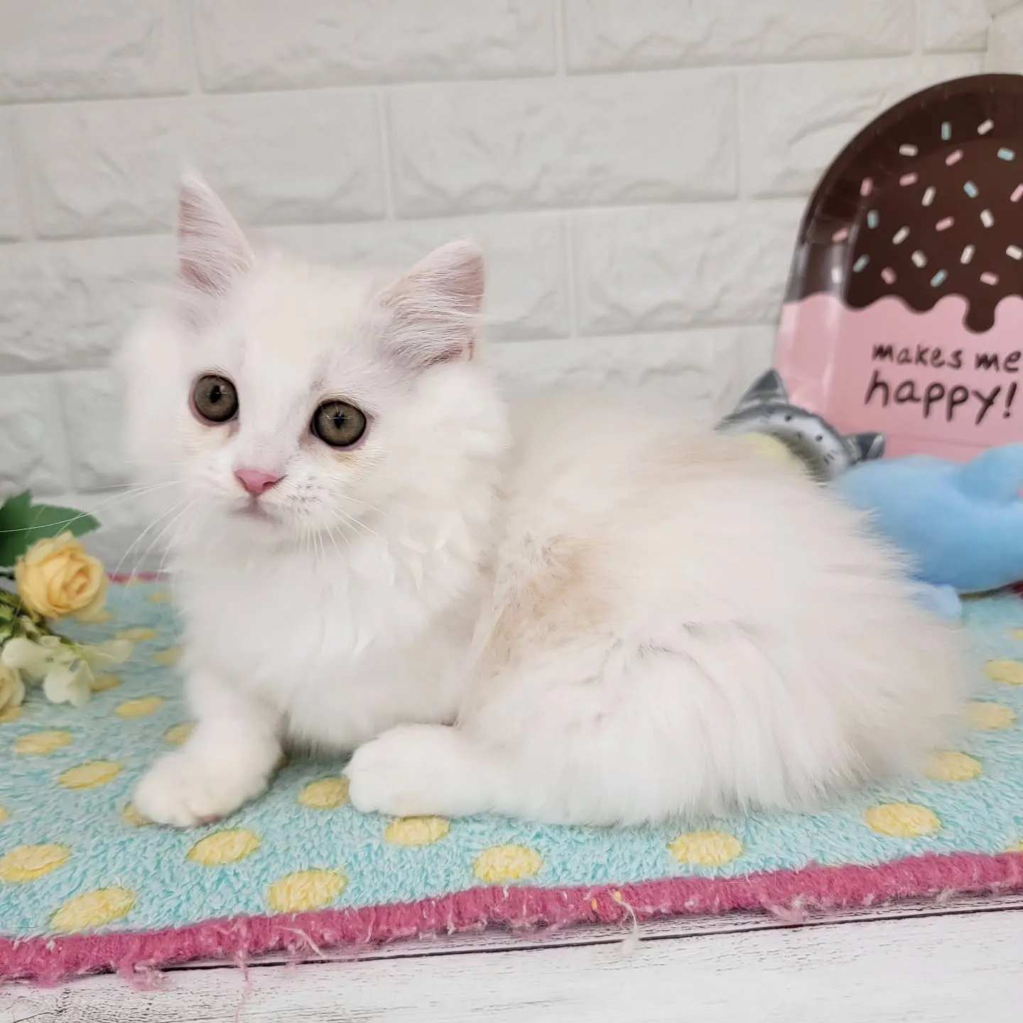 現在ご紹介中の短足マンチカンちゃんです🐱❤️
