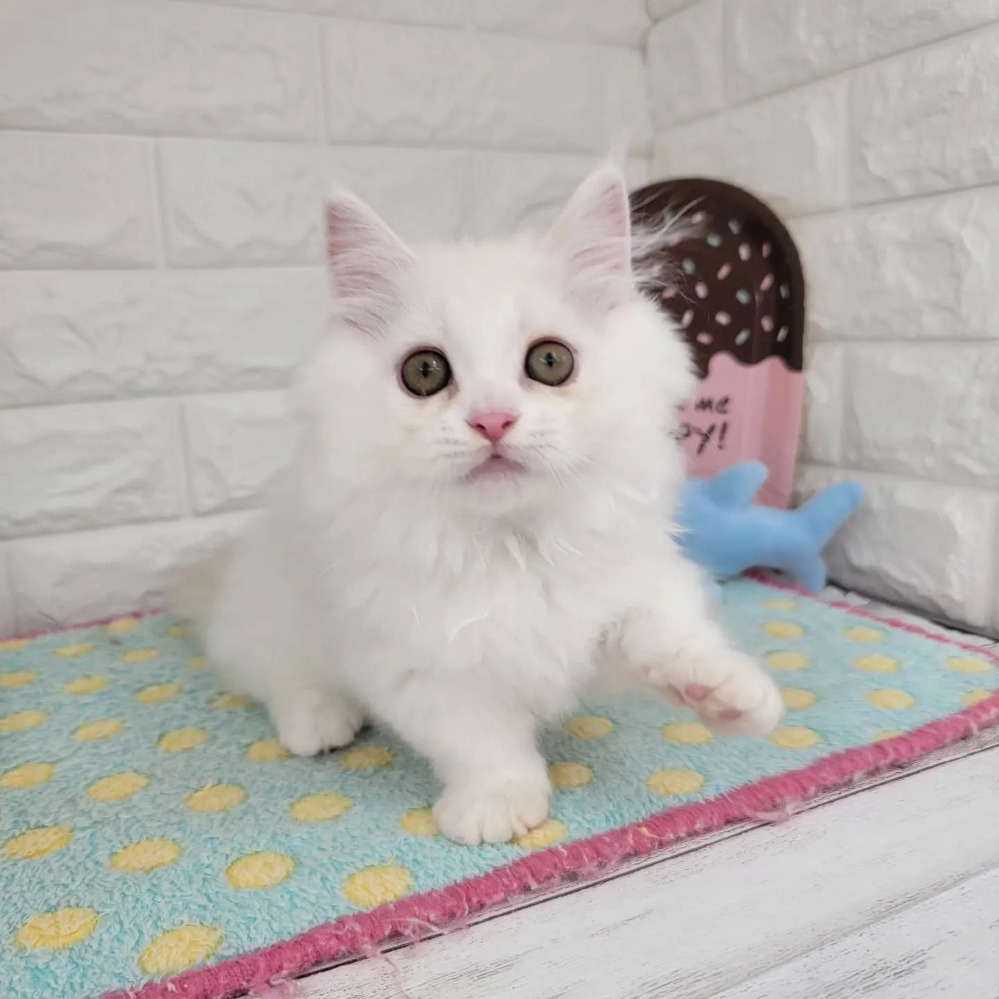 現在ご紹介中の短足マンチカンちゃんです🐱❤️