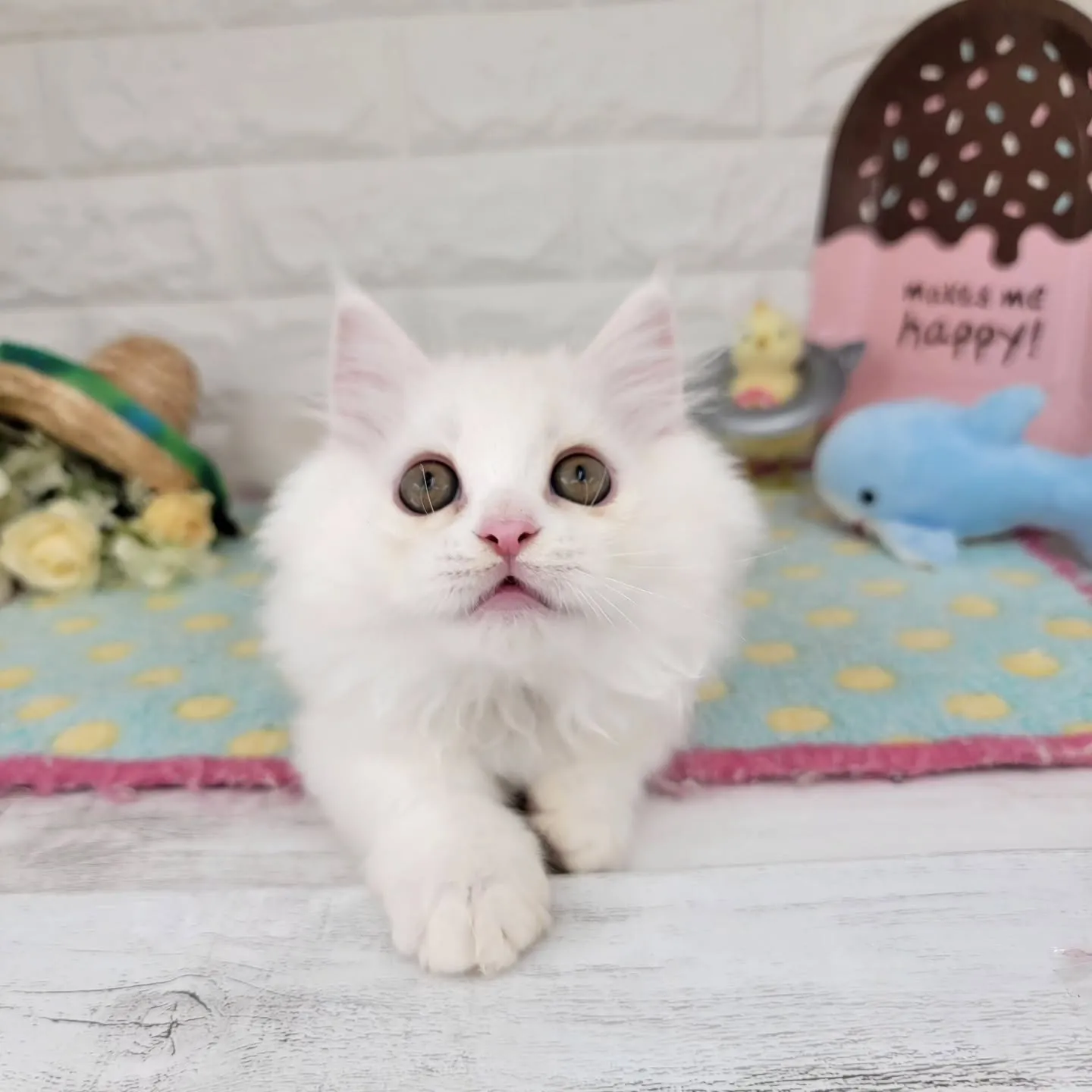 現在ご紹介中の短足マンチカンちゃんです🐱❤️