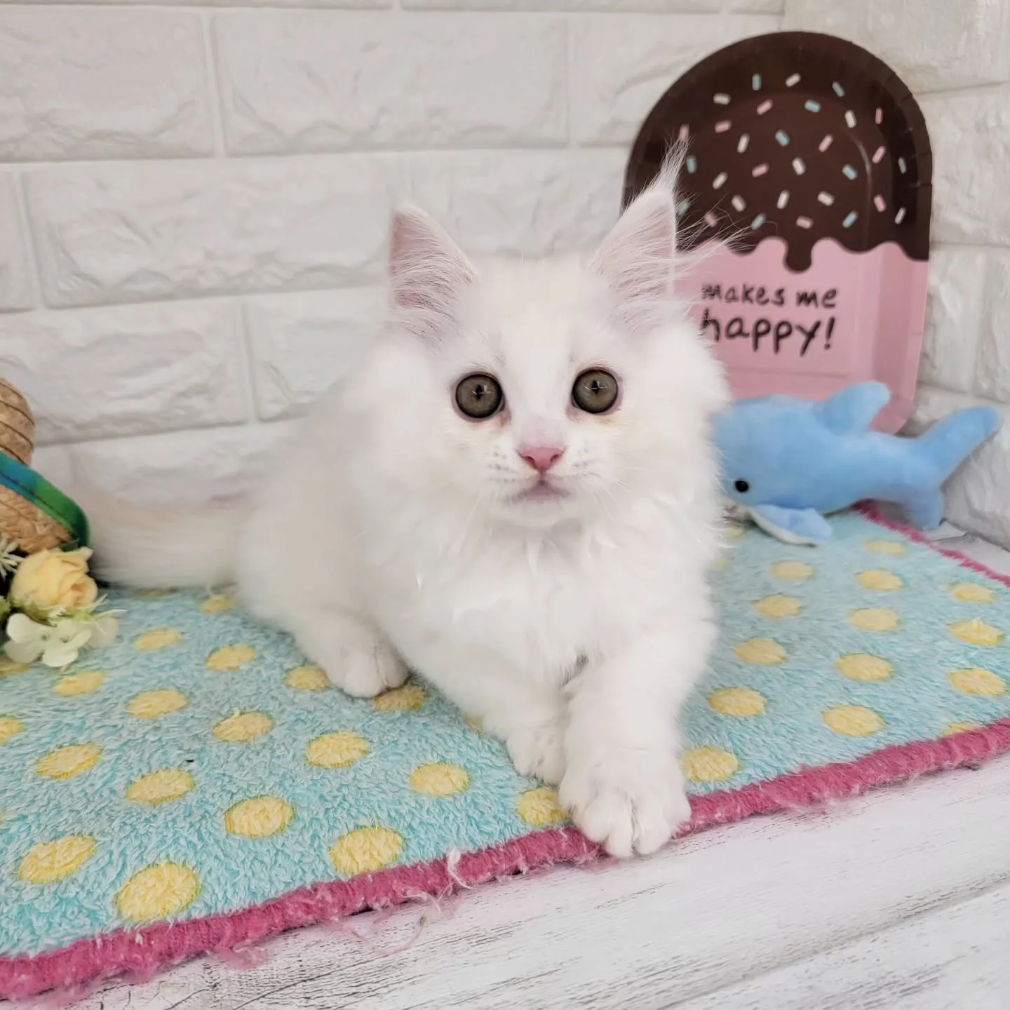 現在ご紹介中の短足マンチカンちゃんです🐱❤️