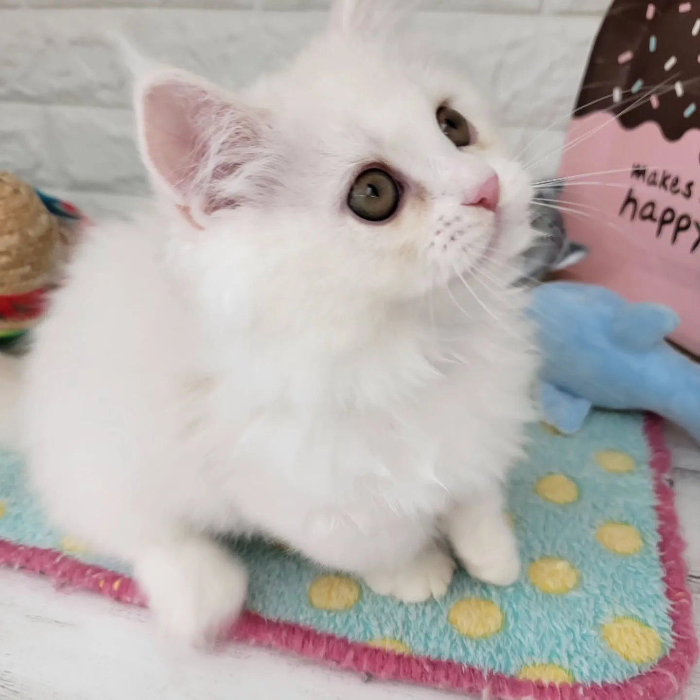 現在ご紹介中の短足マンチカンちゃんです🐱❤️