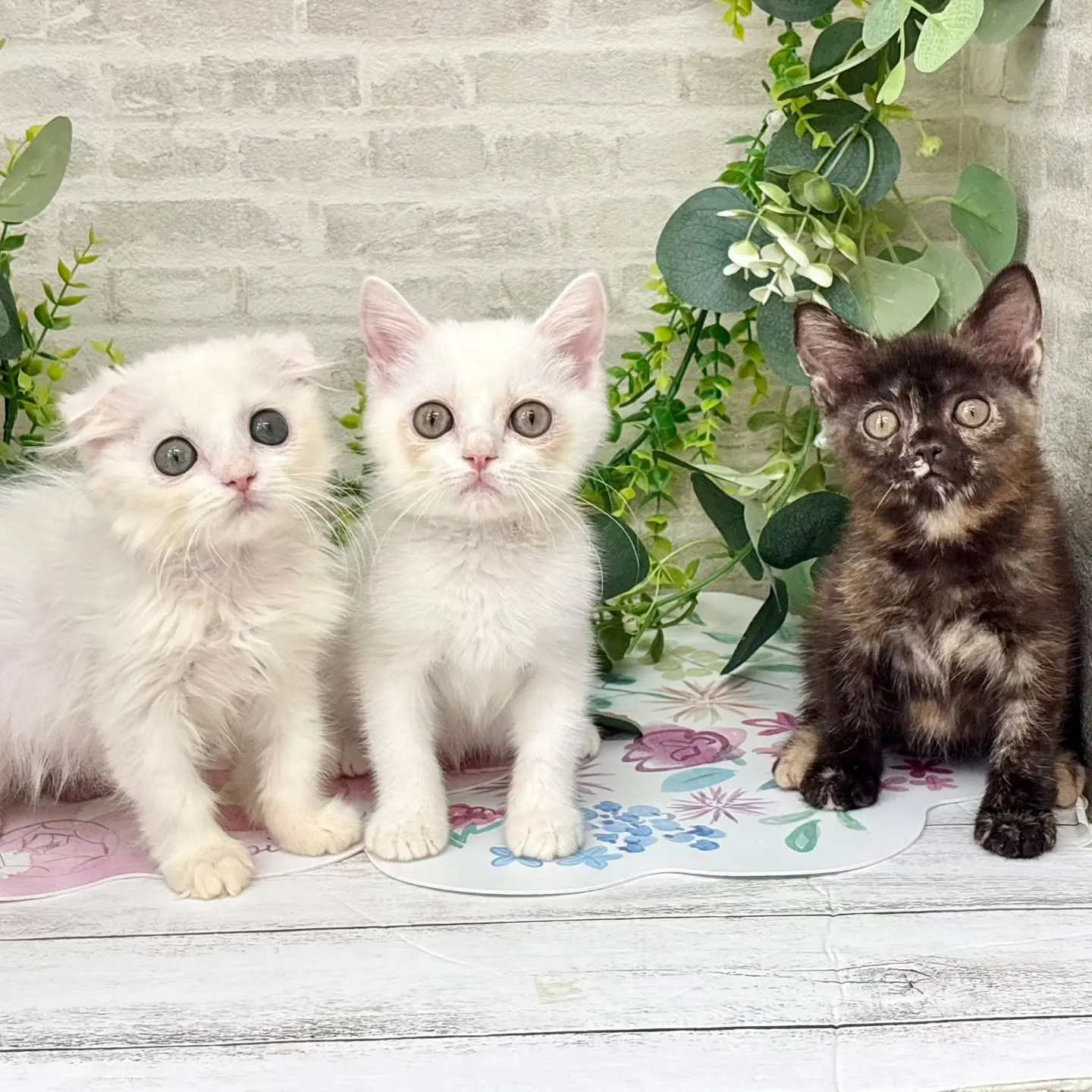 本日ご紹介のマンチカンです🩵🤍🩵