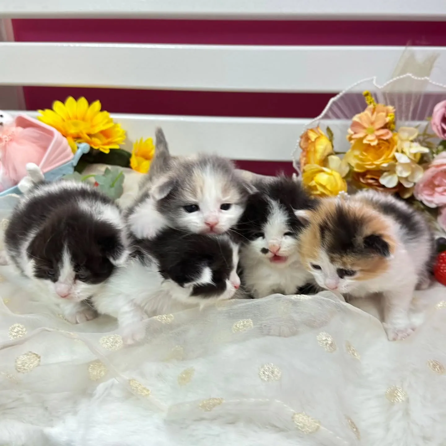 サイベリアンBaby 😺❤️