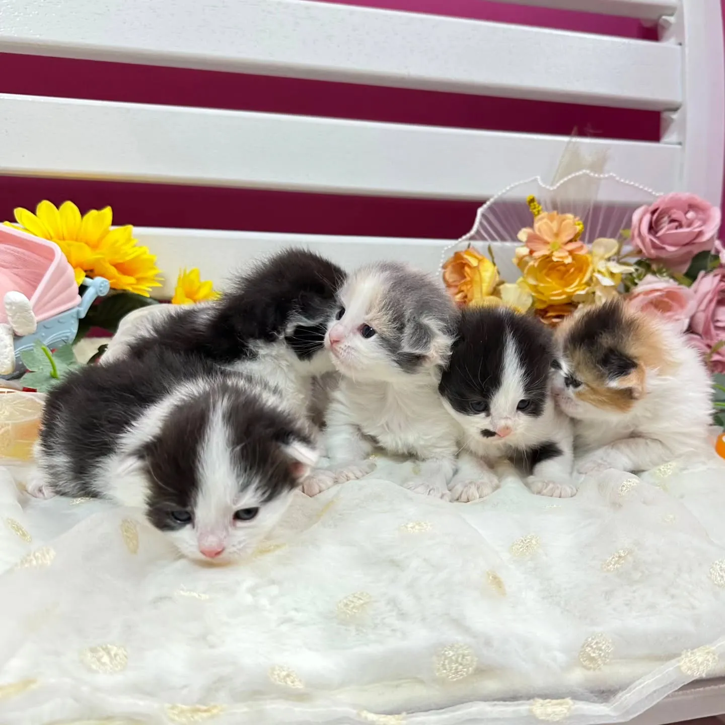 サイベリアンBaby 😺❤️