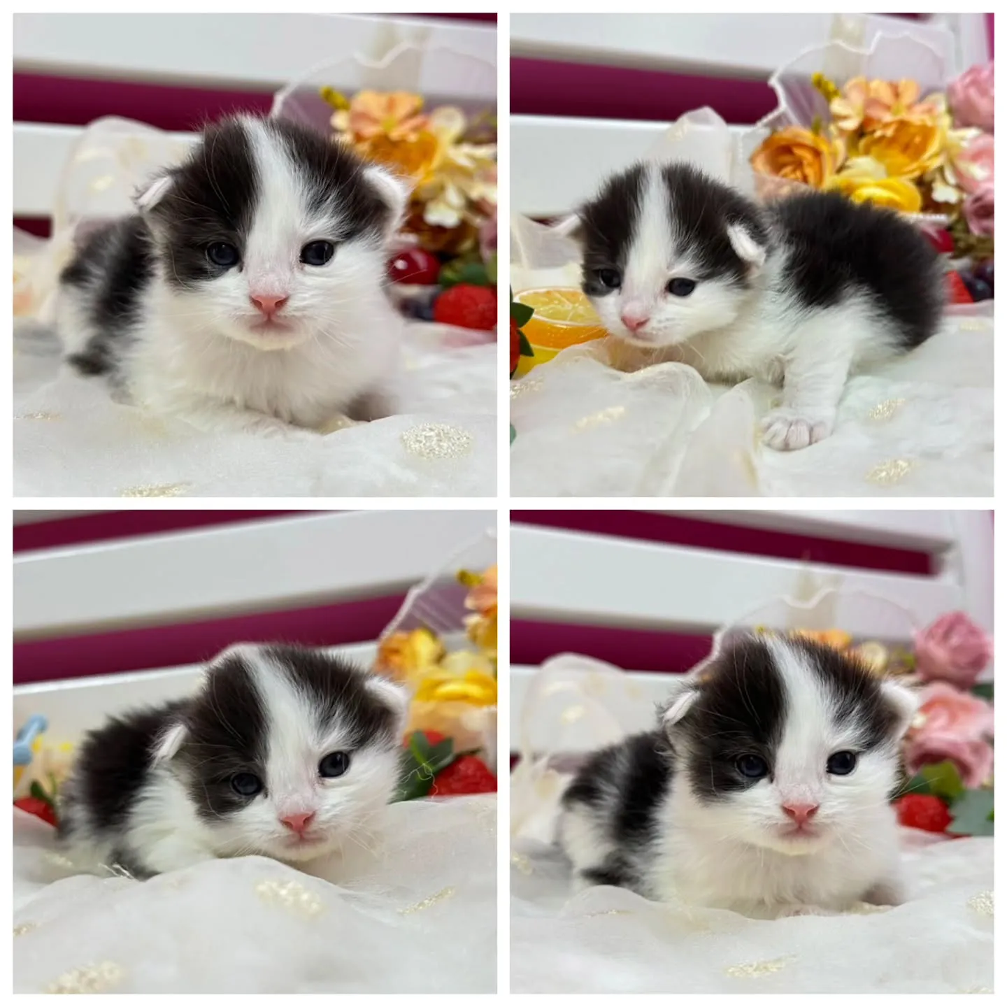 サイベリアンBaby 😺❤️