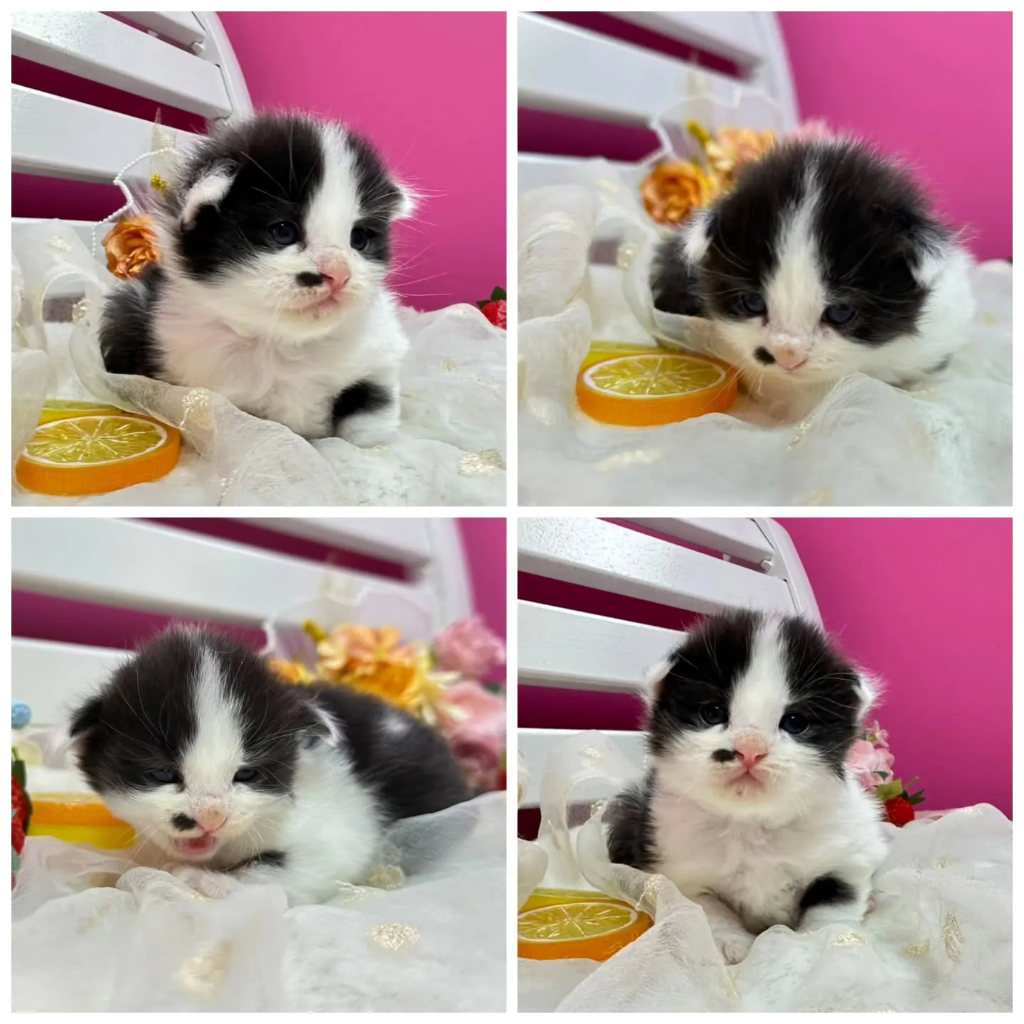 サイベリアンBaby 😺❤️