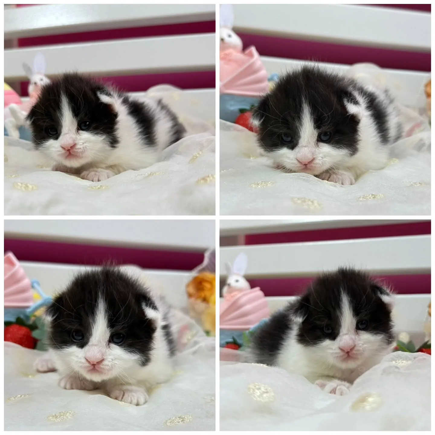 サイベリアンBaby 😺❤️